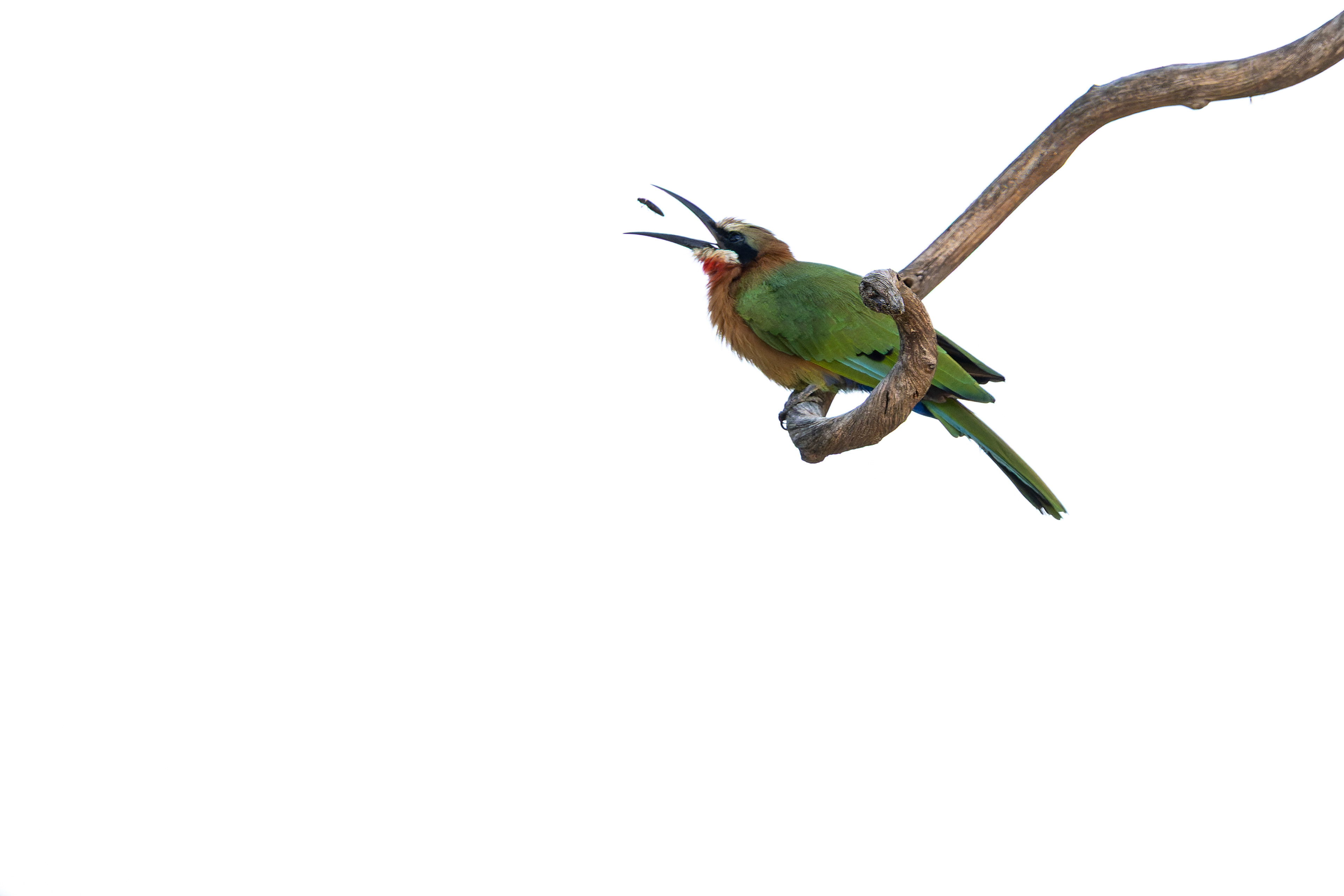 White-fronted Bee-eater