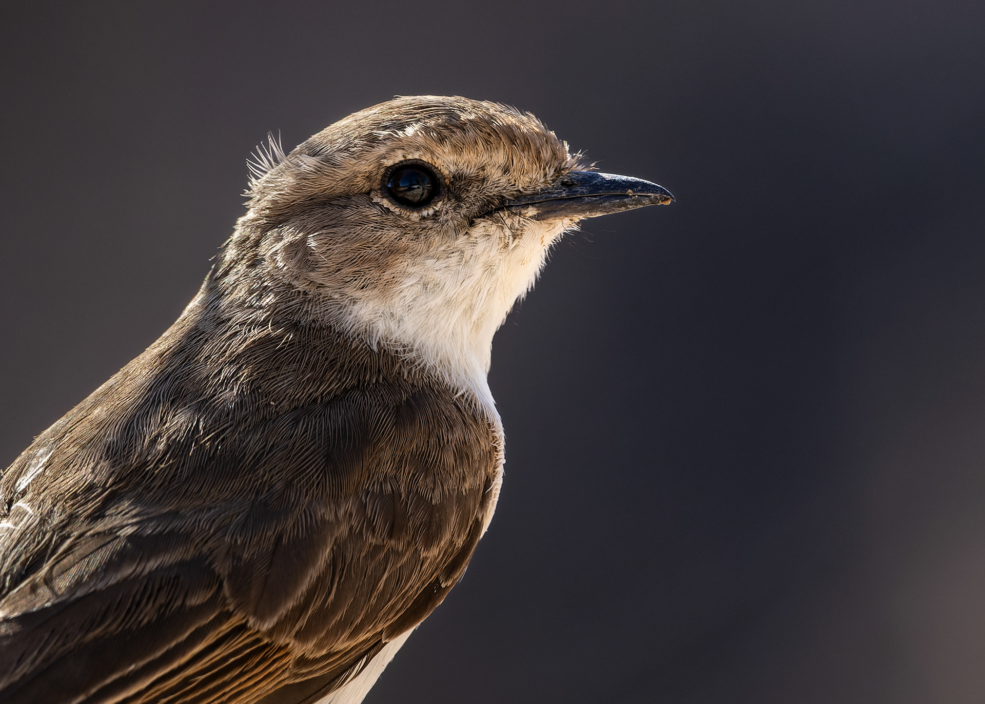 Marico Flycatcher