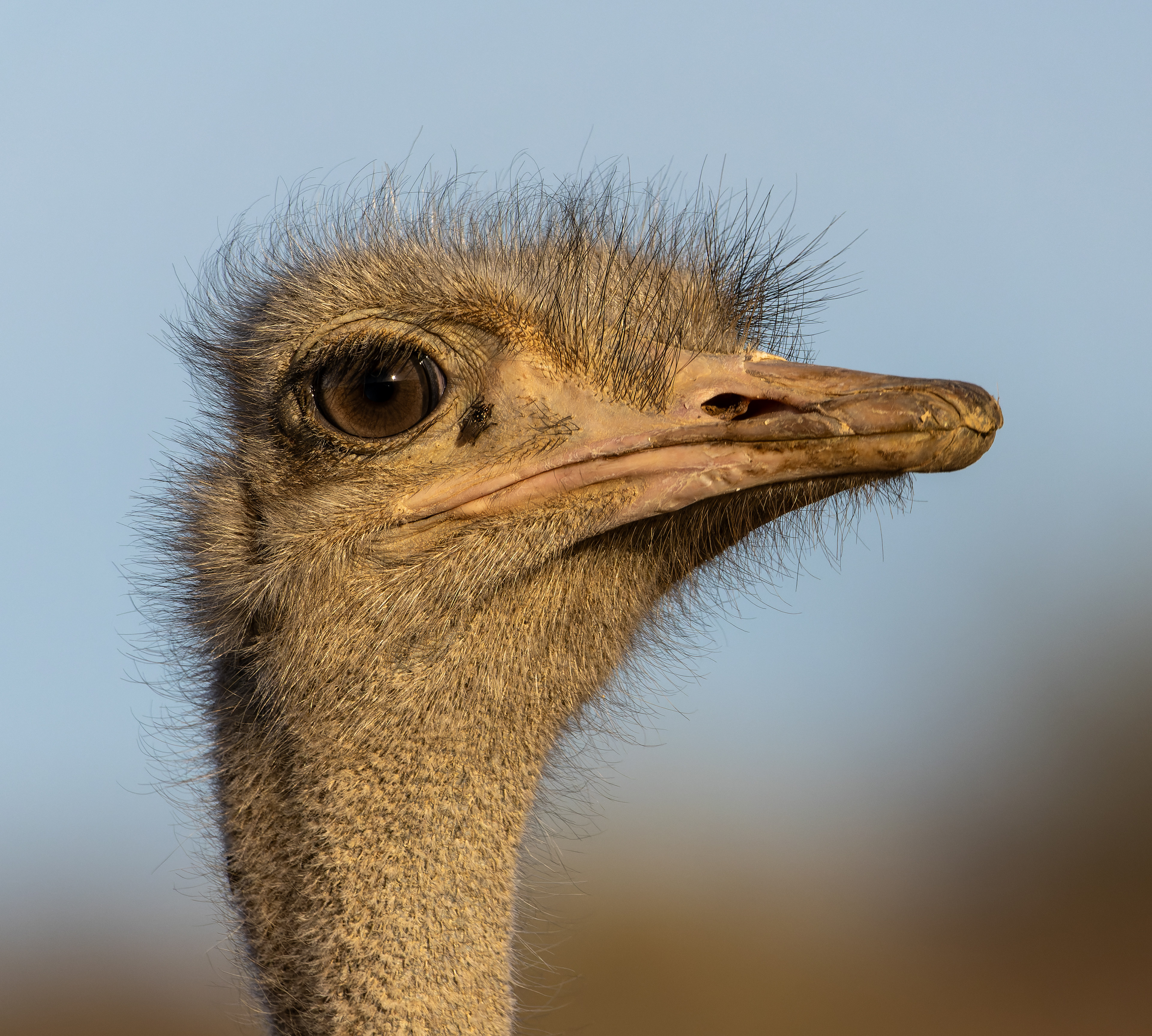 Common Ostrich