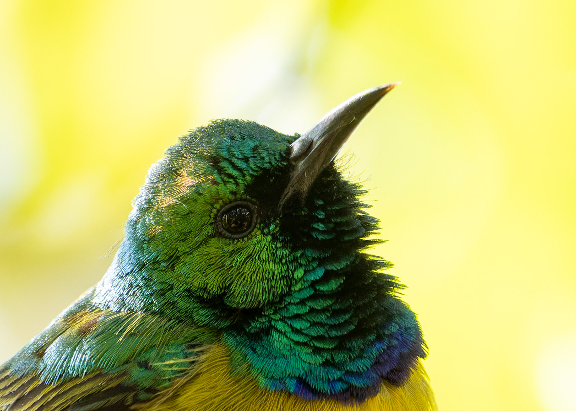 Collared Sunbird