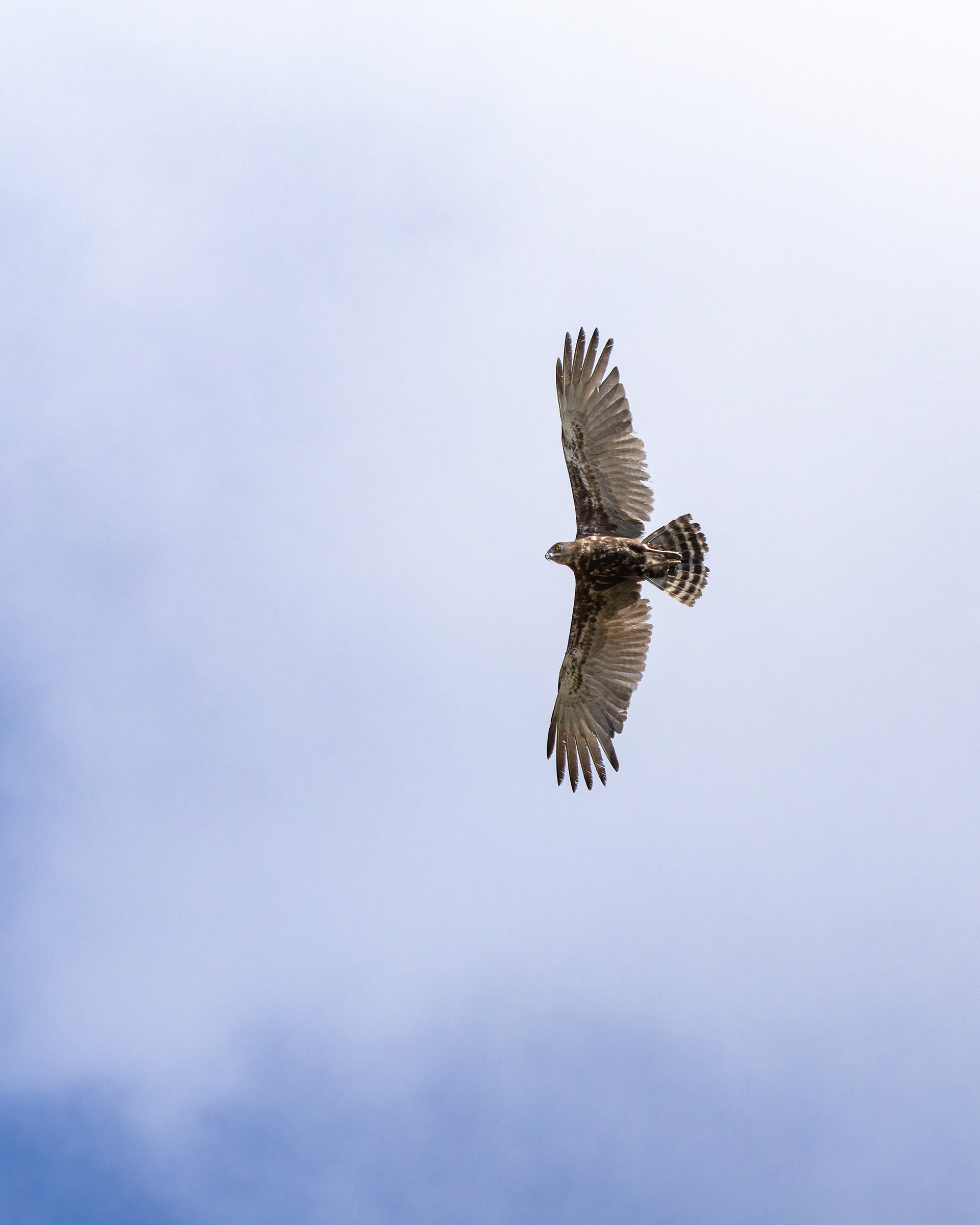 Brown Snake-eagle