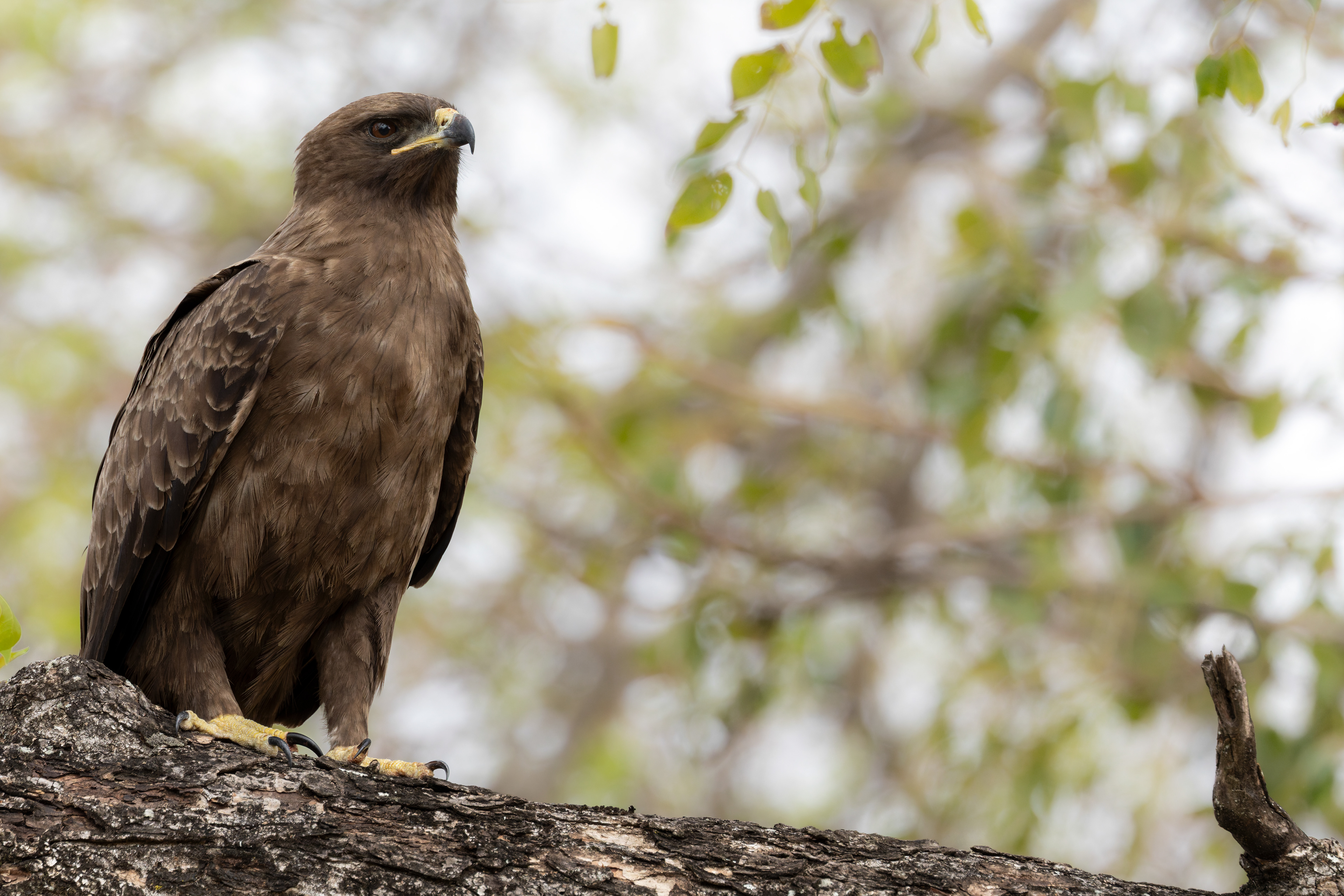 Wahlberg's eagle