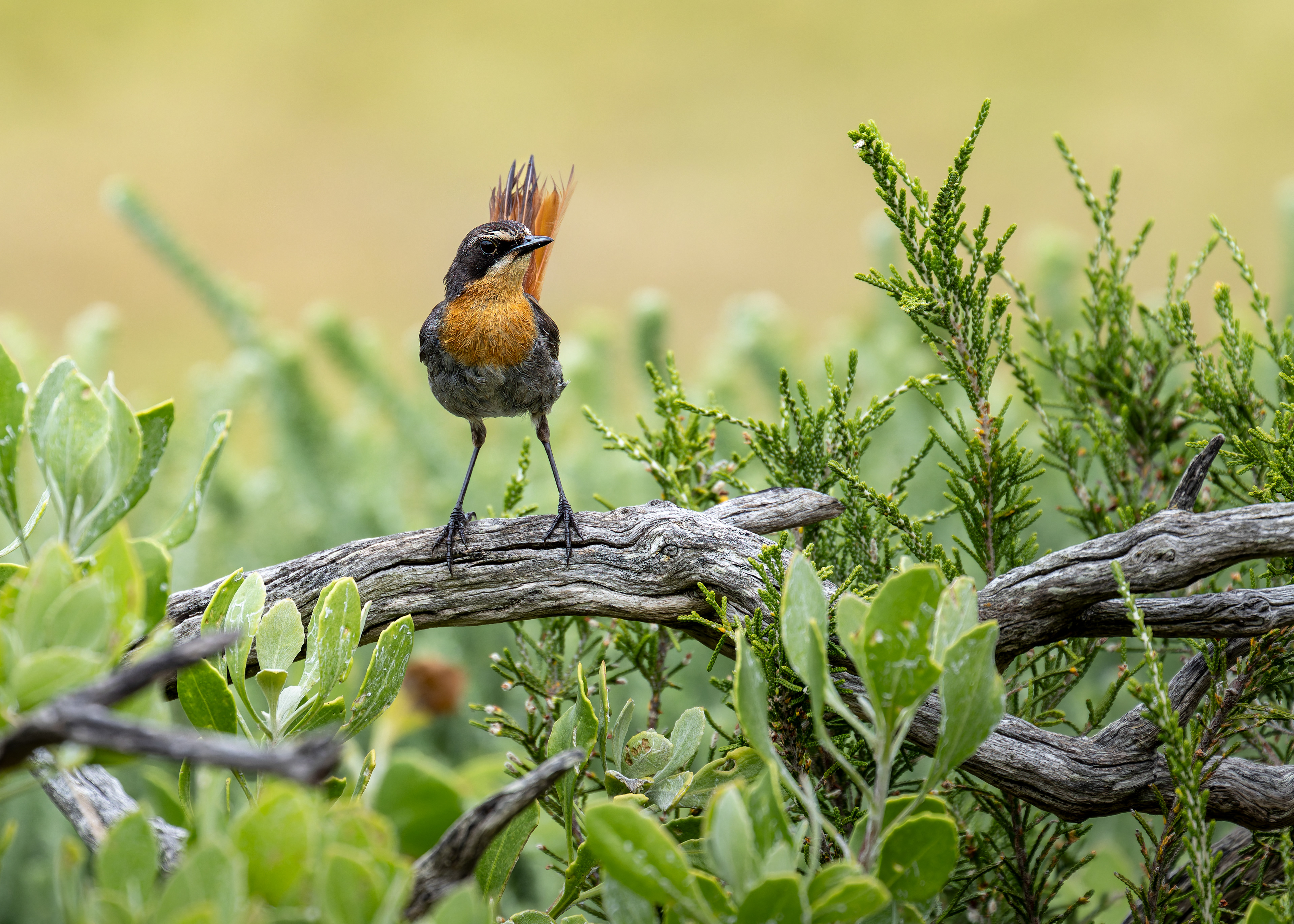 Cape Robin-chat