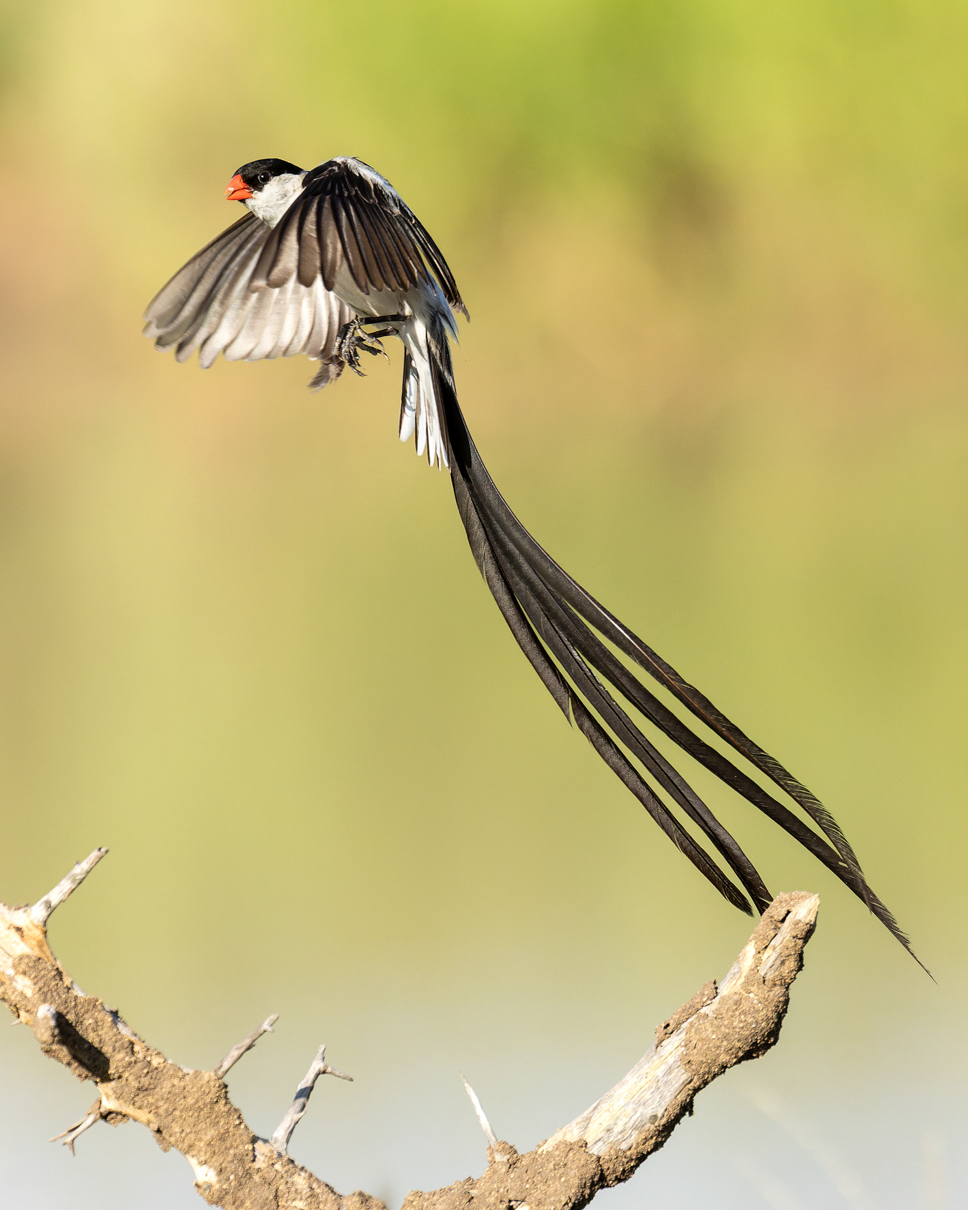 Pin-tailed Whydah