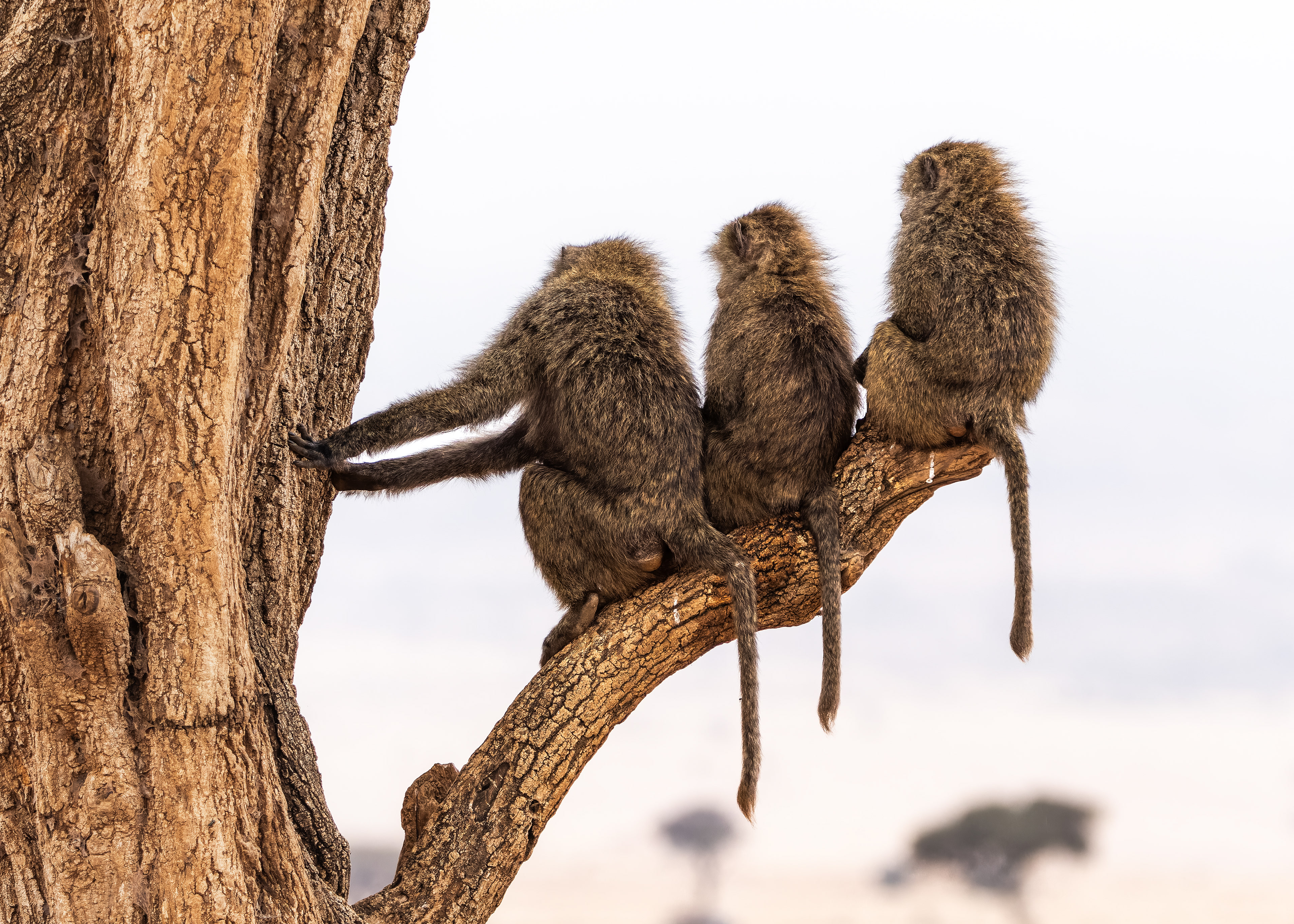 Chacma Baboon
