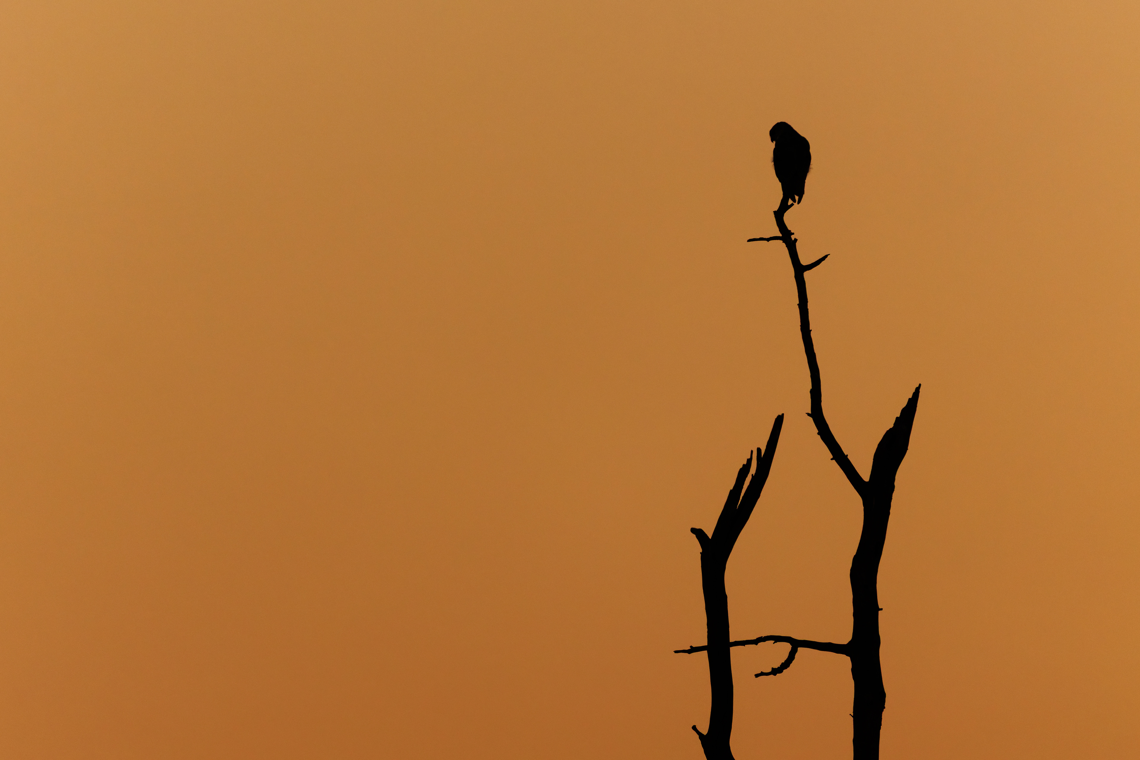 Black-winged Kite