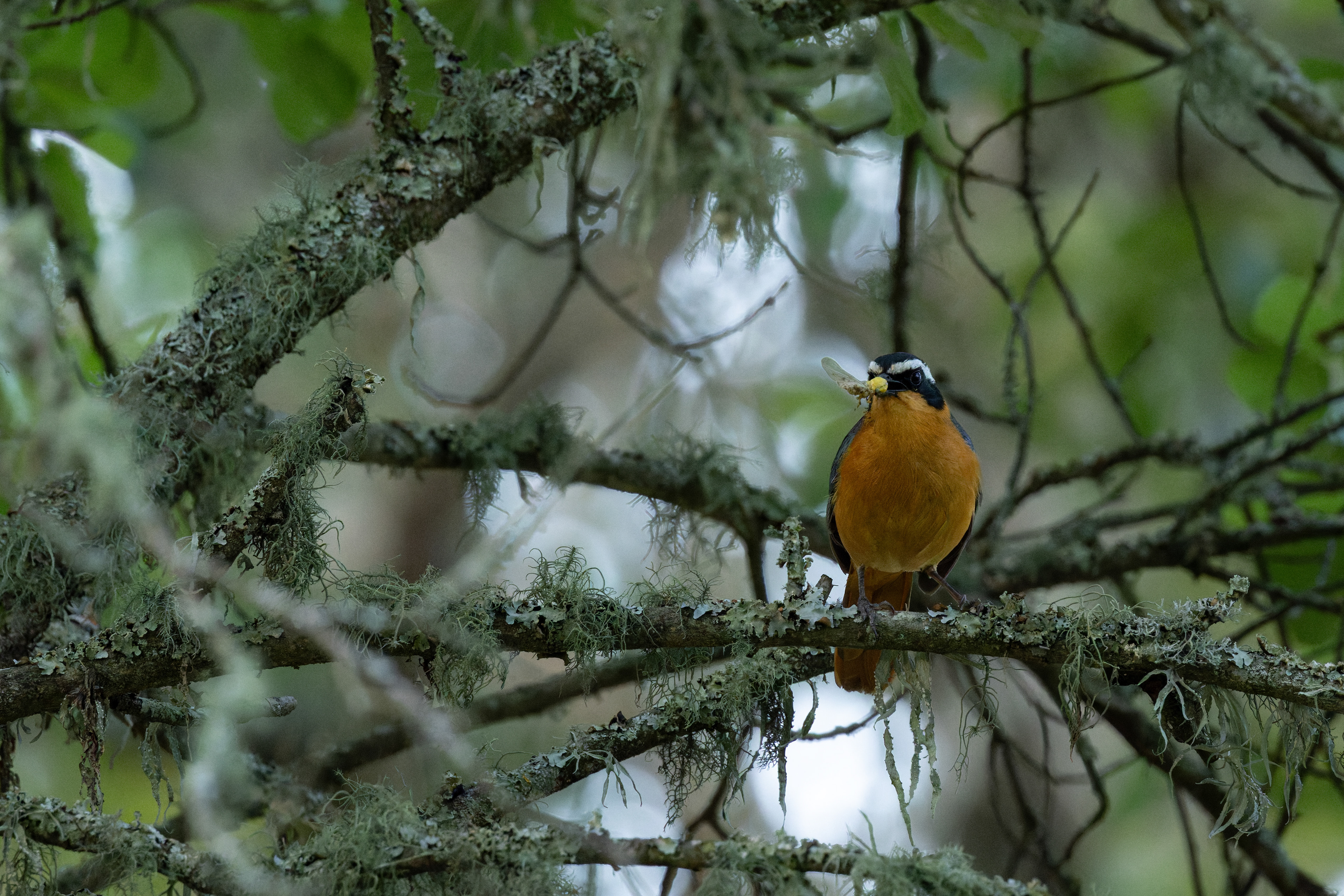 White-browed Robin-chat