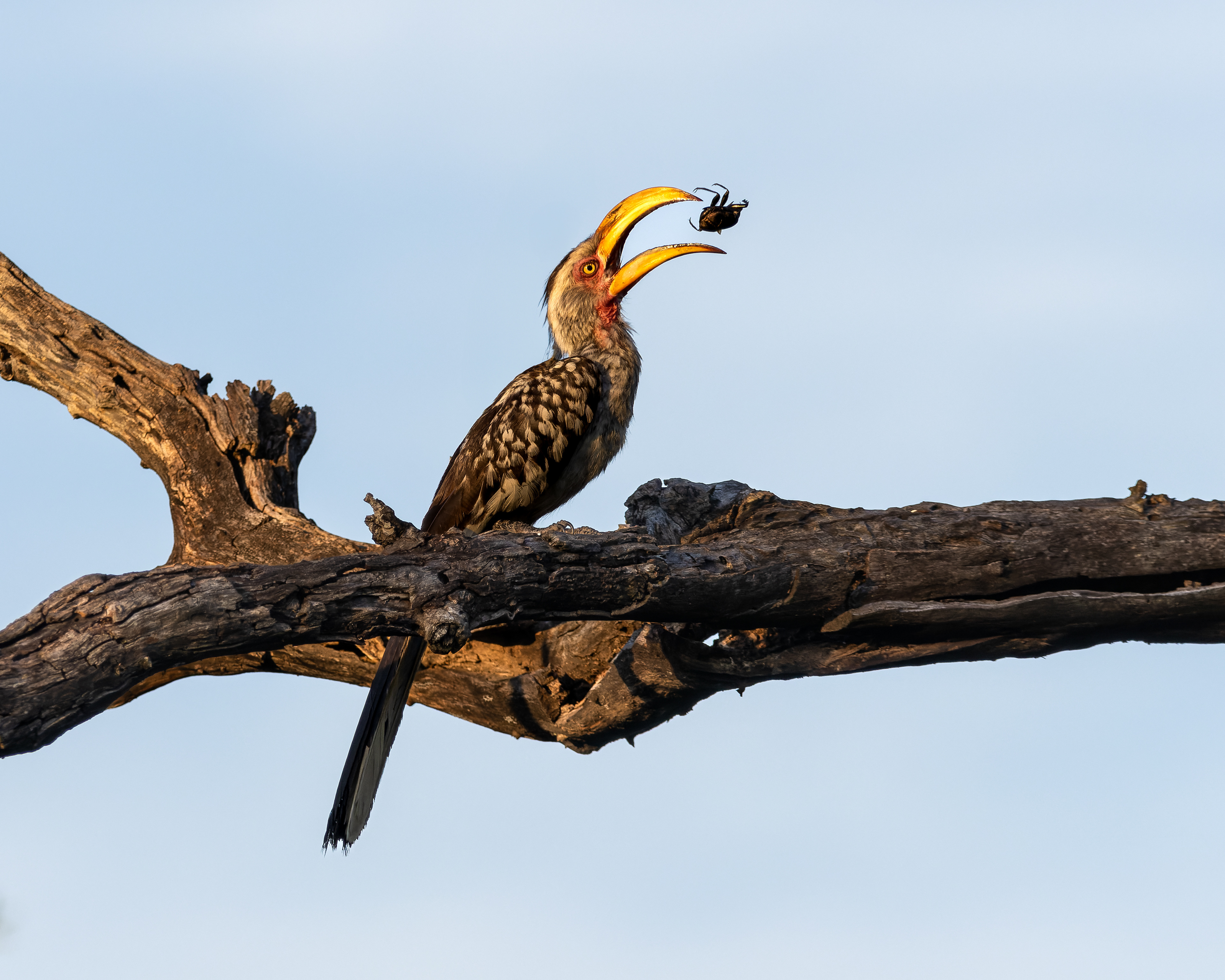Yellow-billed Hornbill
