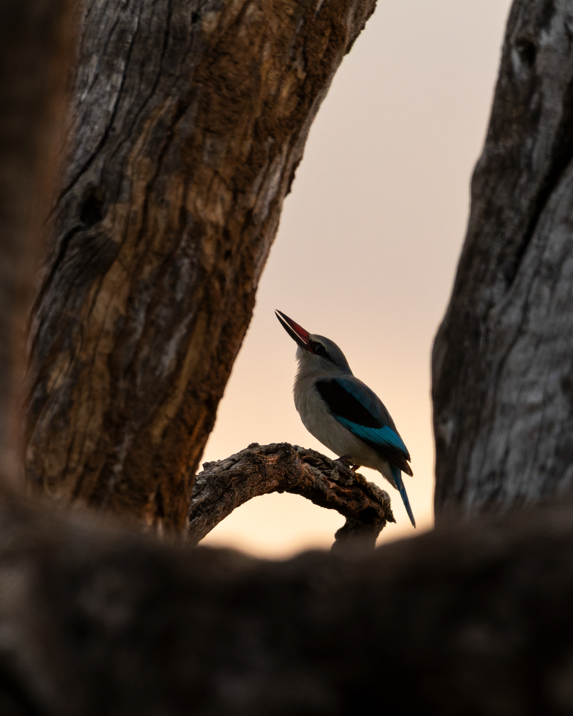 Woodland Kingfisher