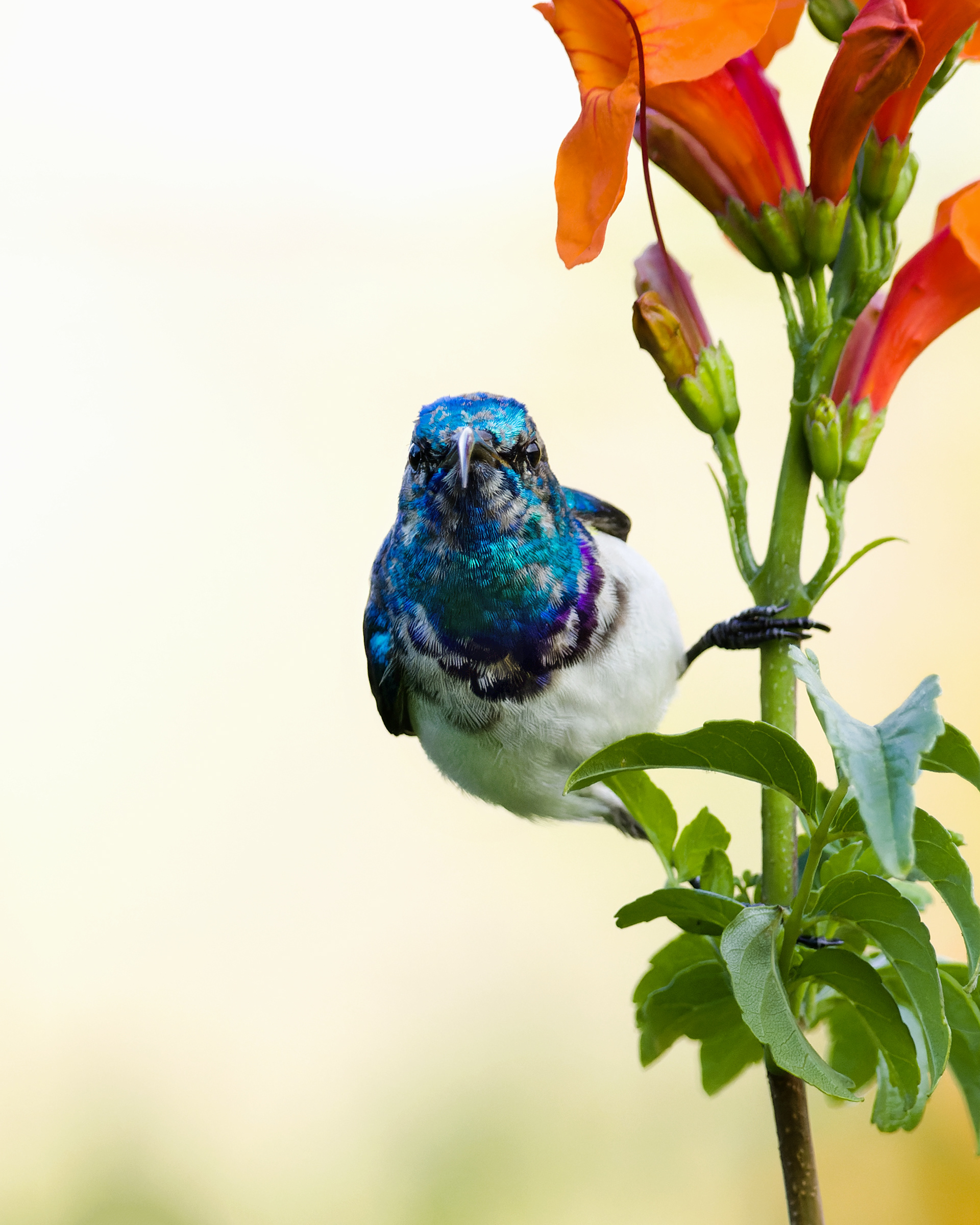 White-breasted Sunbird