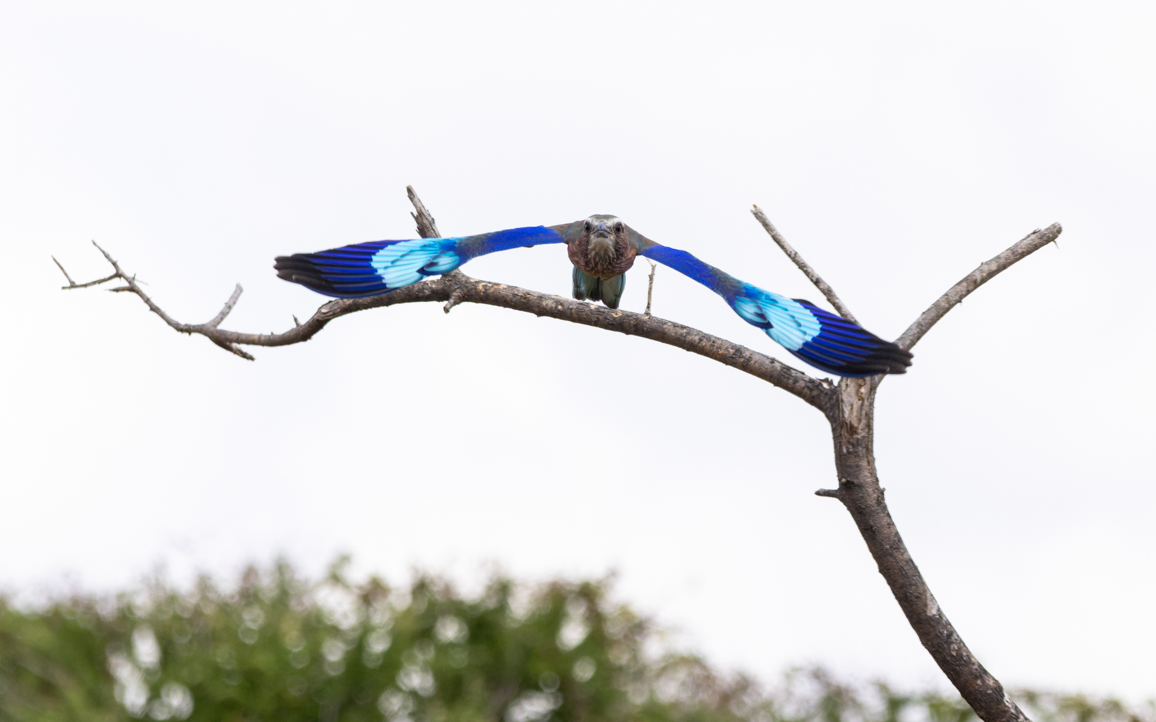 Lilac-breasted Roller