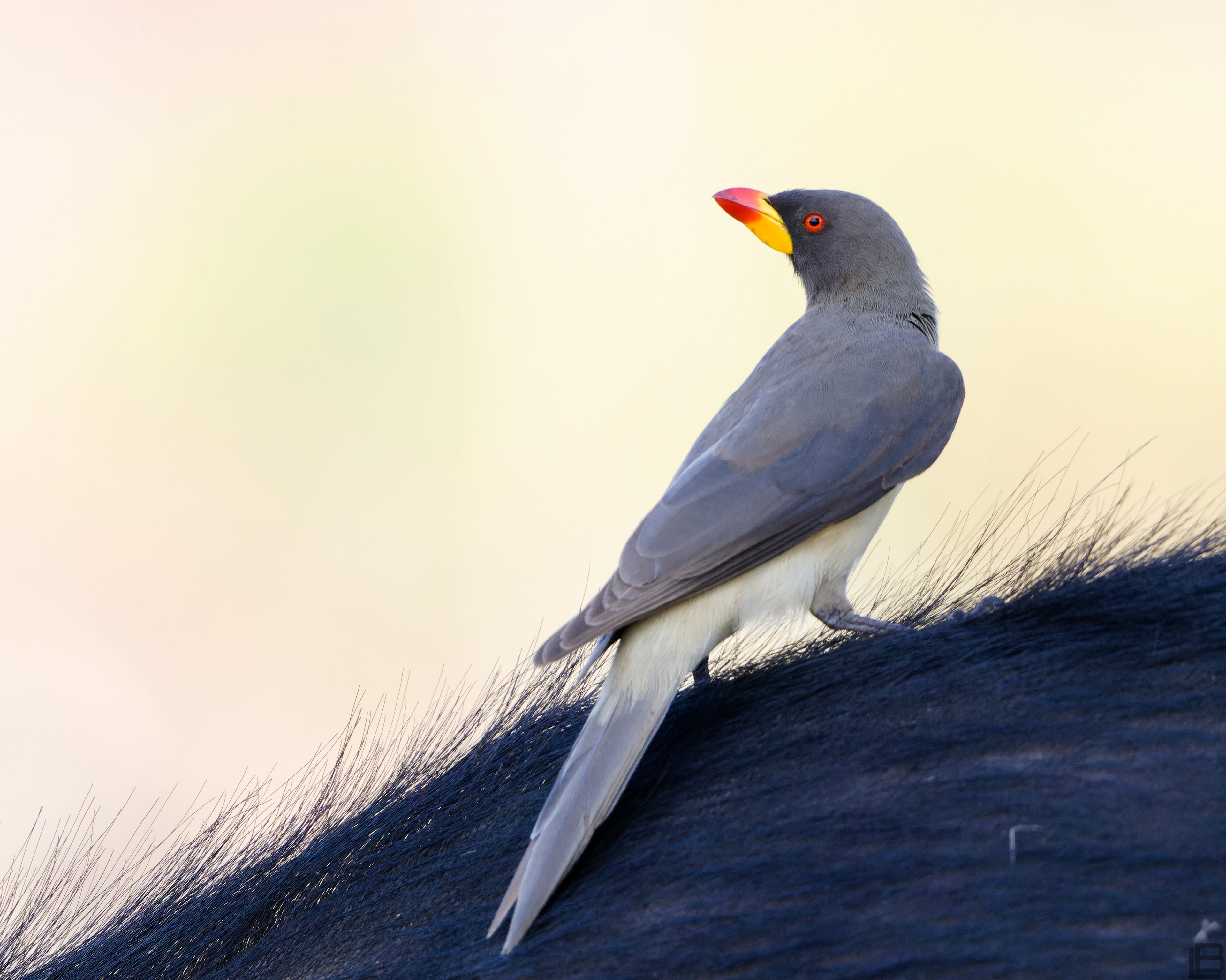Yellow-billed Oxpecker