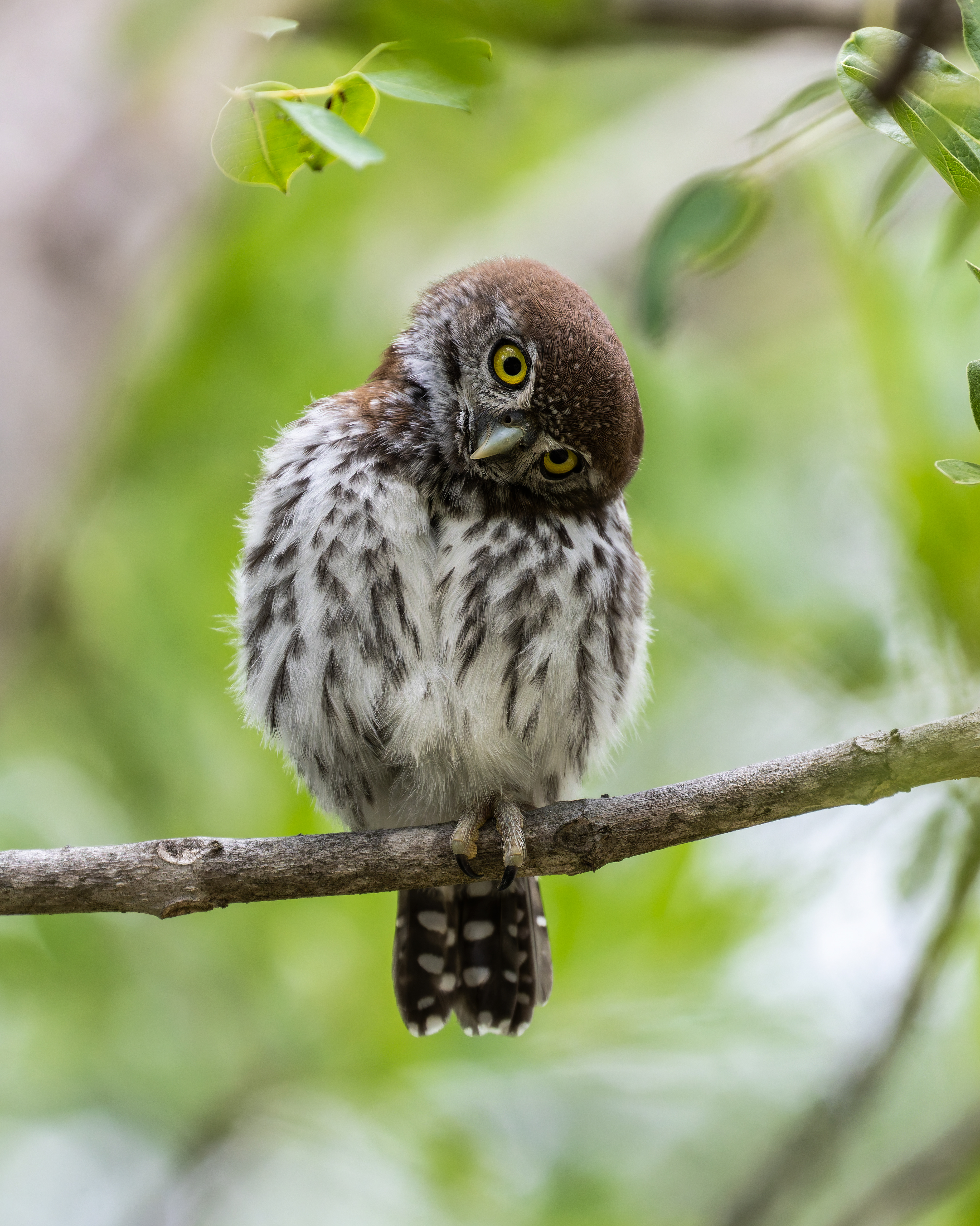 Pearl-spotted Owl