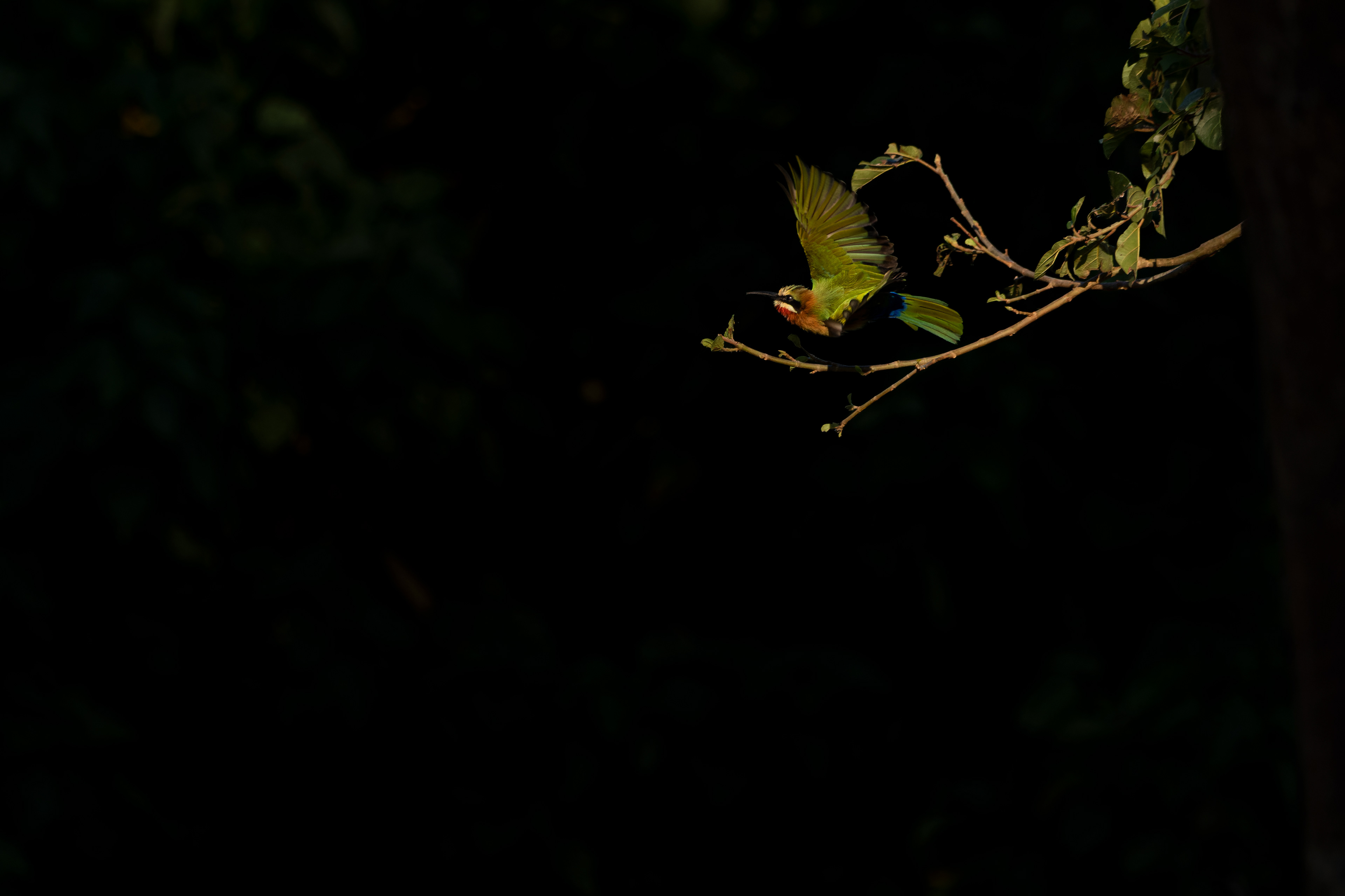 White-fronted Bee-eater