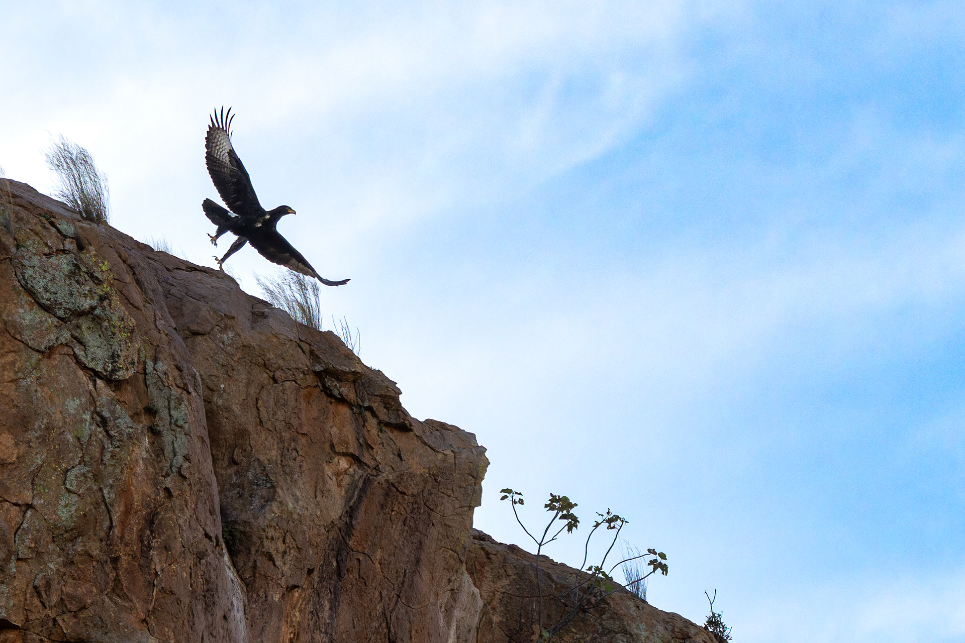 Verreaux's Eagle