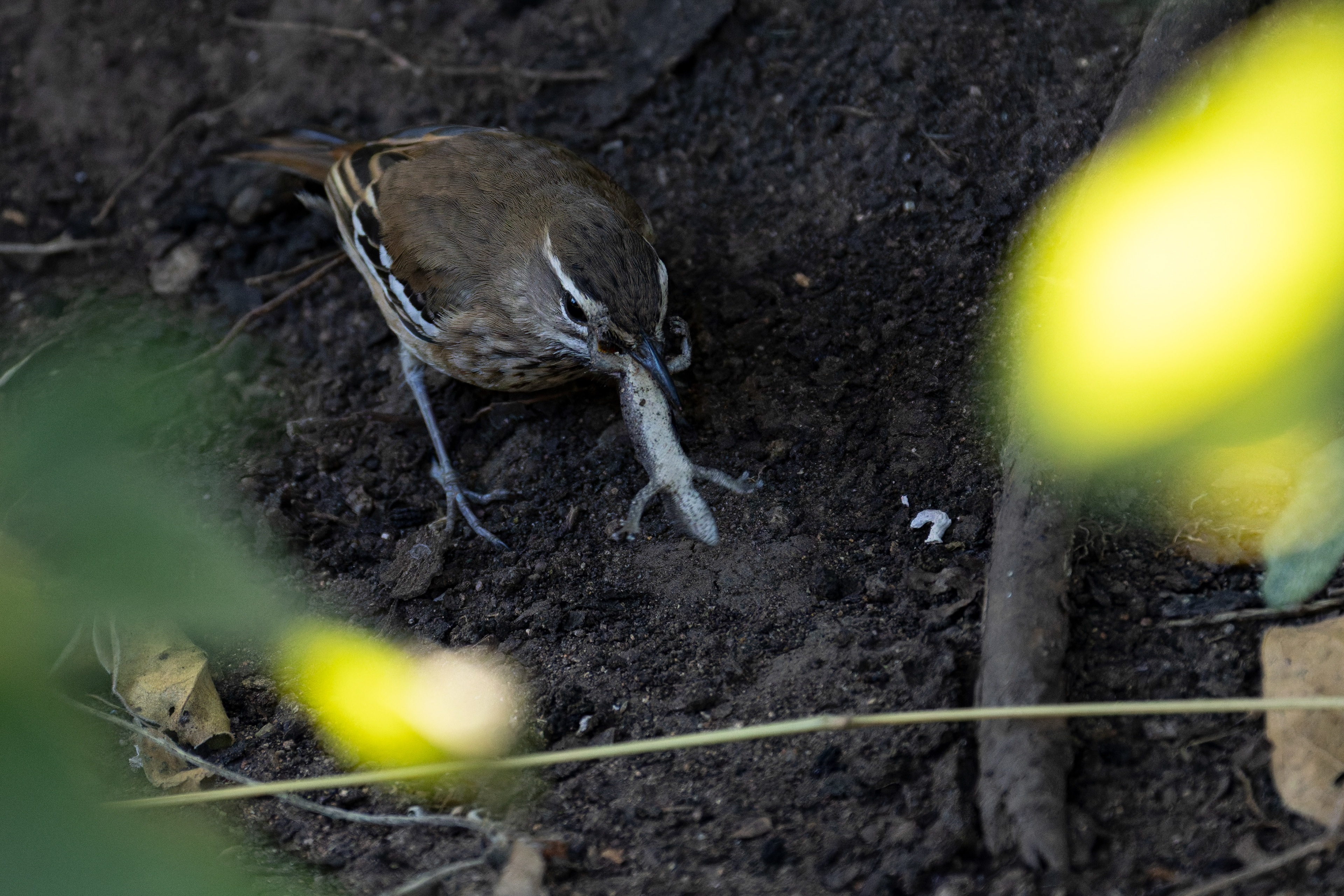 White-browed Scrub-robin