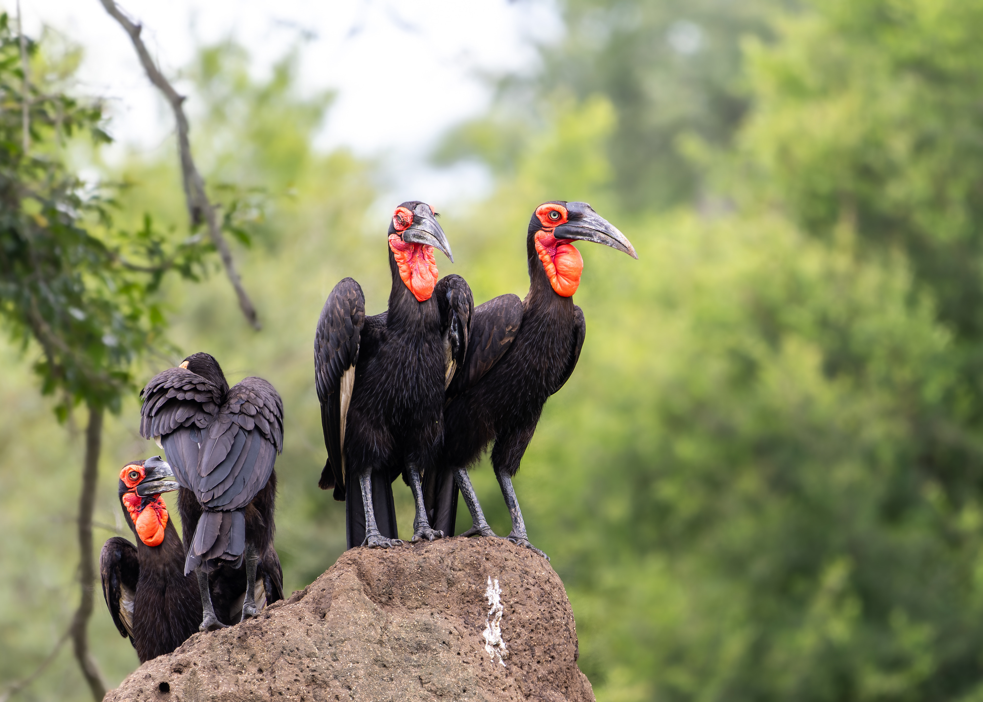 Southern Ground Hornbill