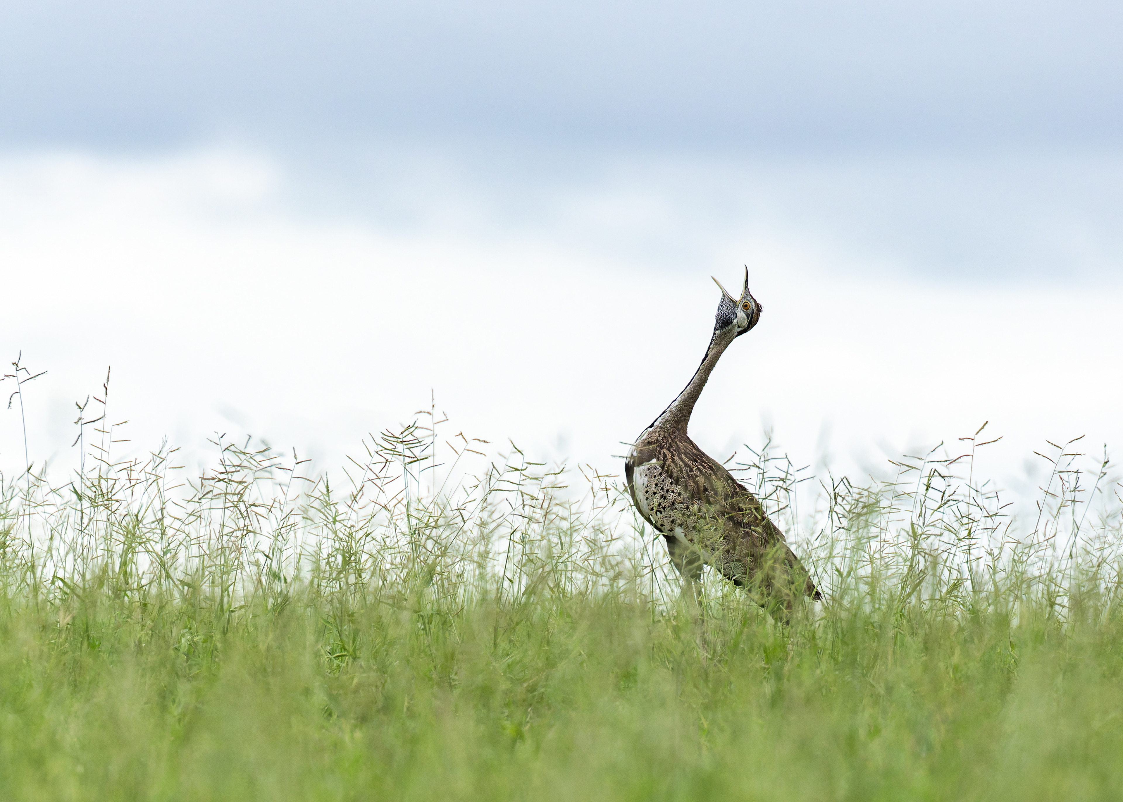 Black-bellied Bustard