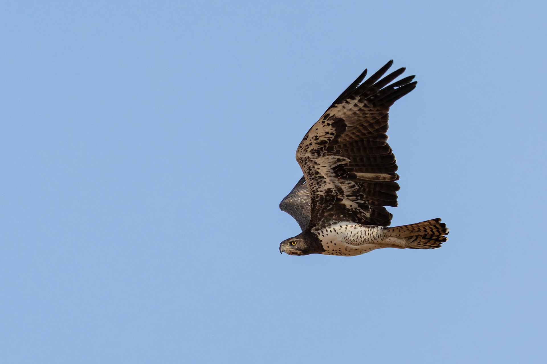 Martial Eagle