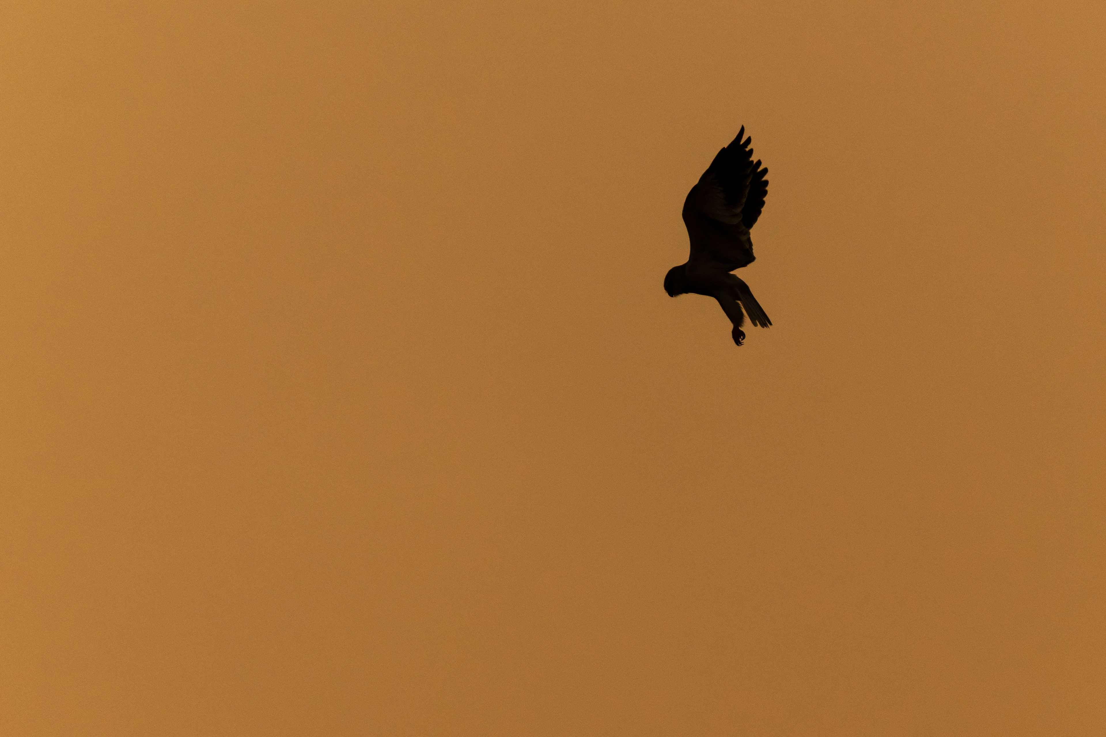 Black-winged Kite