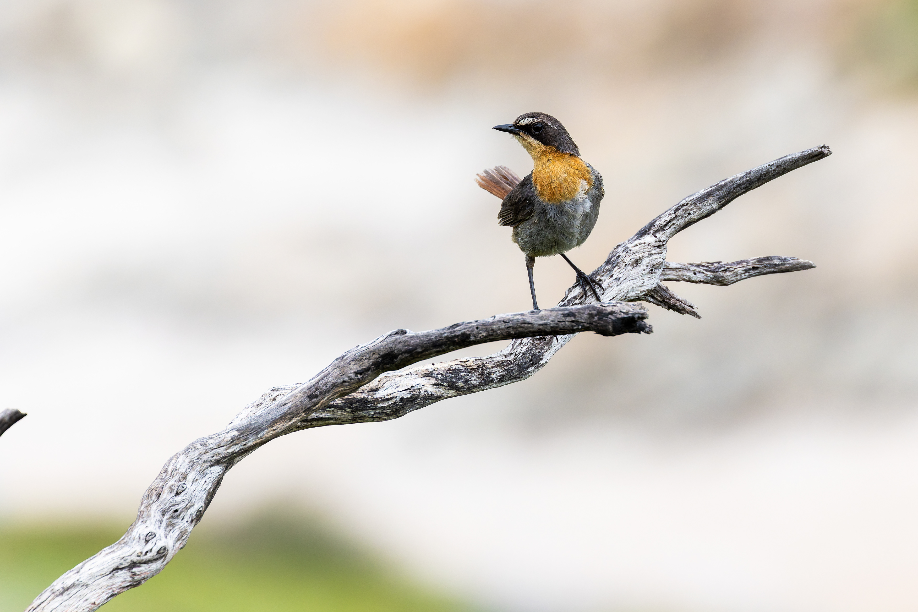 Cape Robin-chat