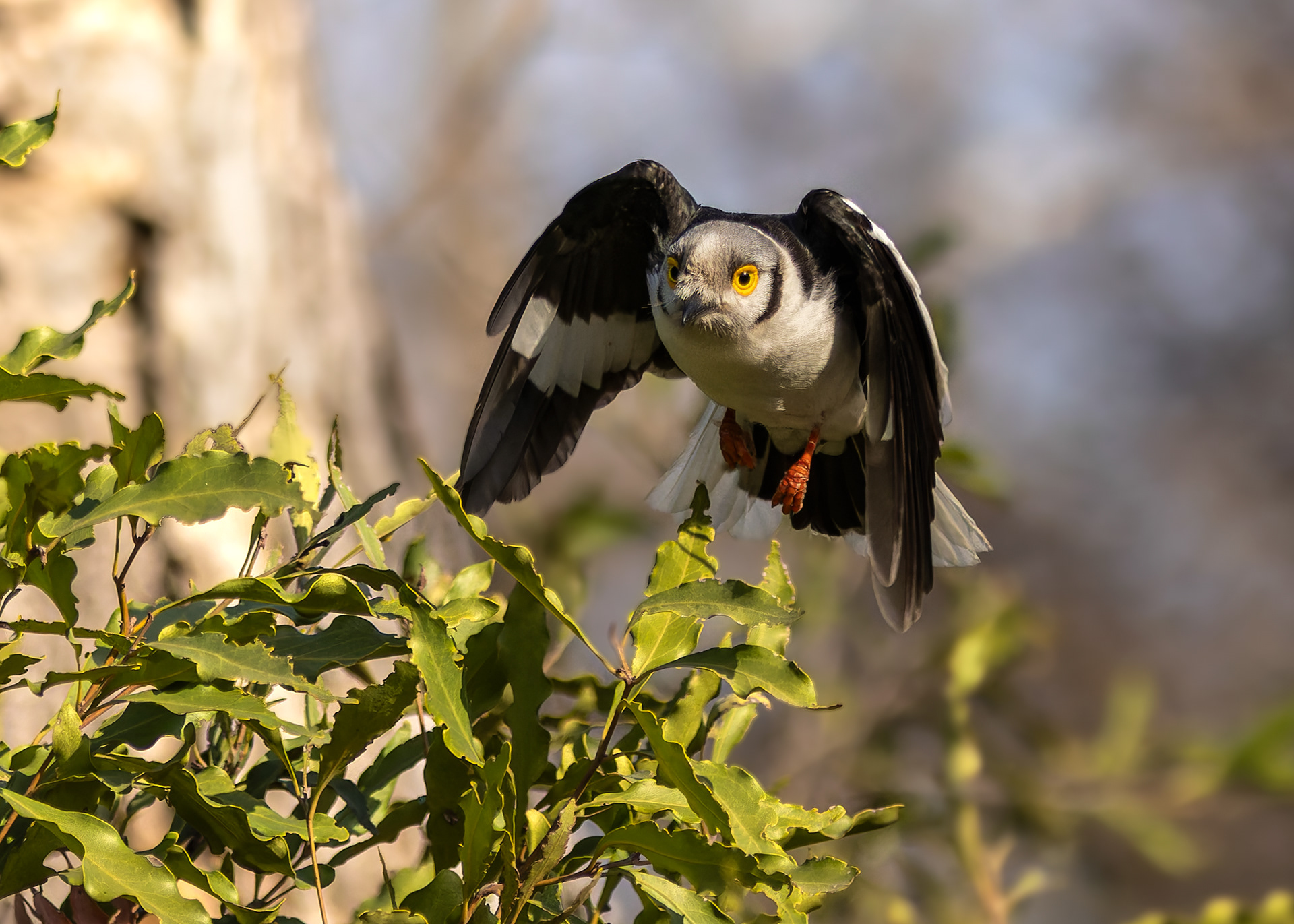 White-crested Helmetshrike