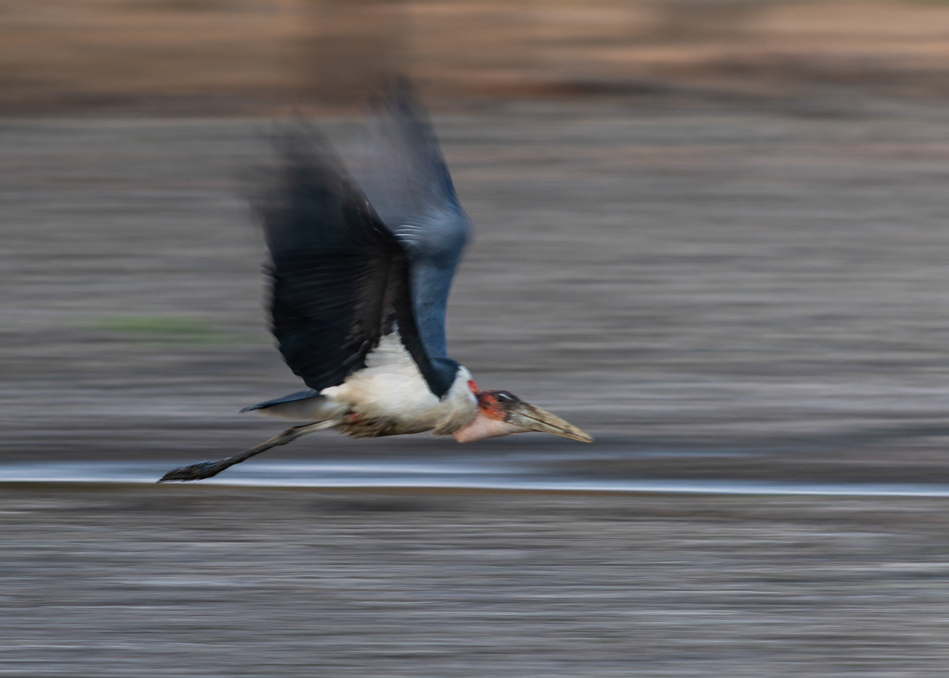Marabou Stork