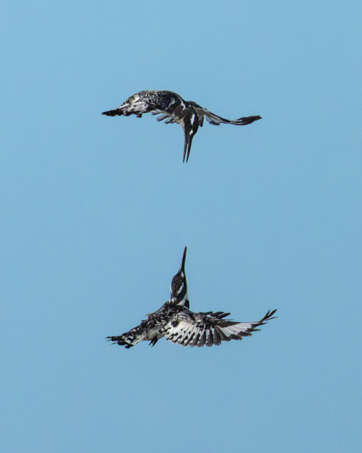 Pied Kingfisher