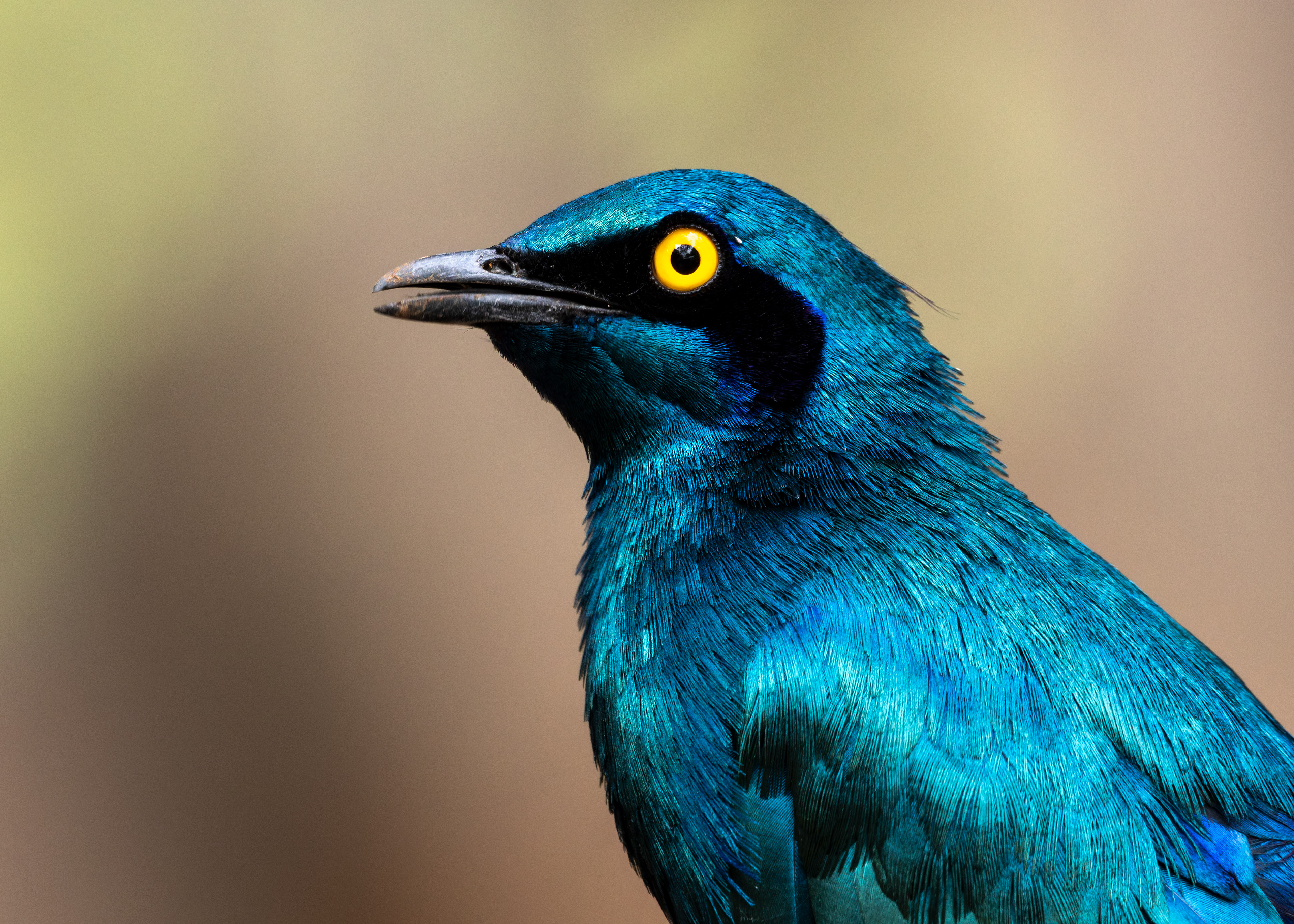 Greater Blue-eared Starling