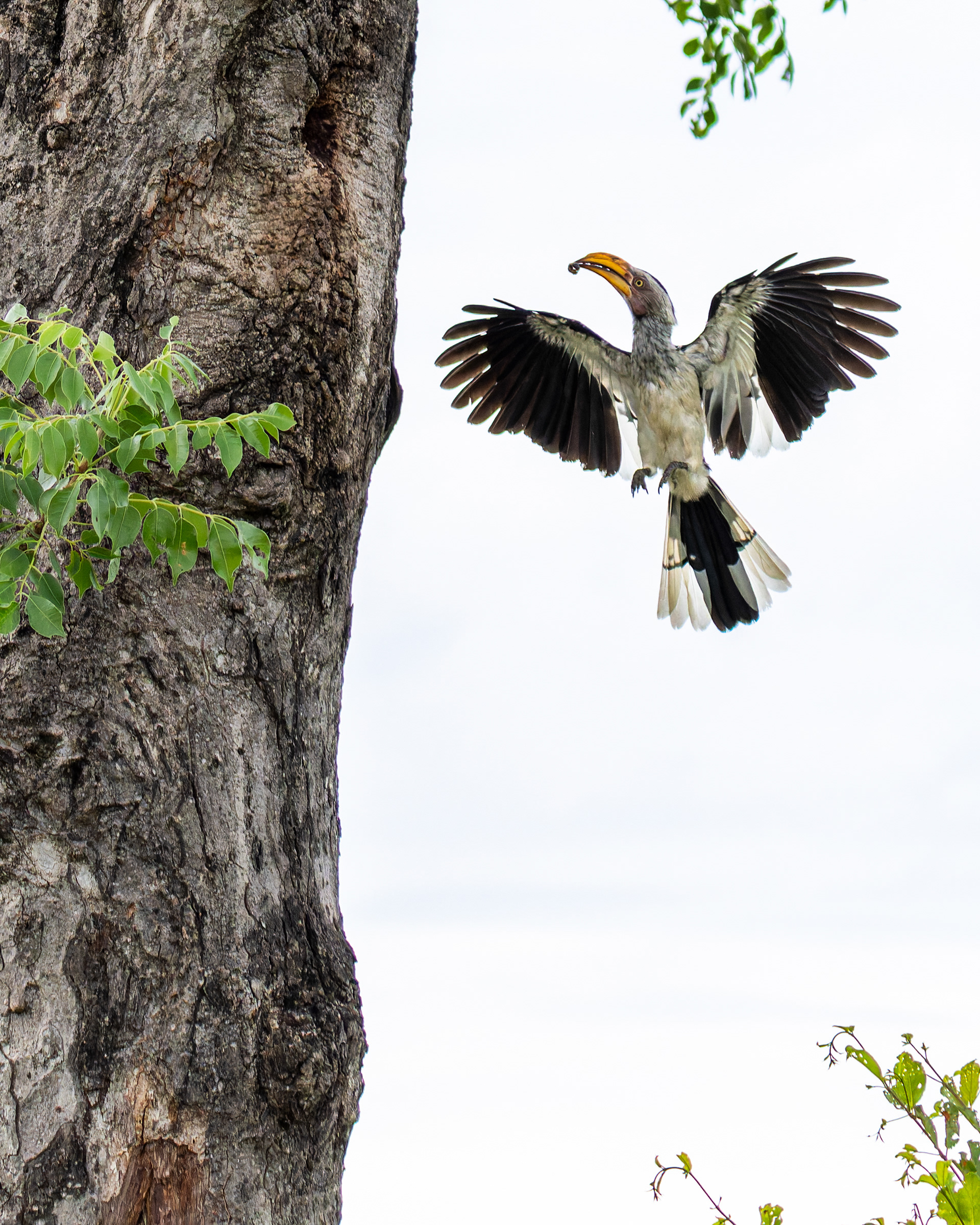 Yellow-billed Hornbill