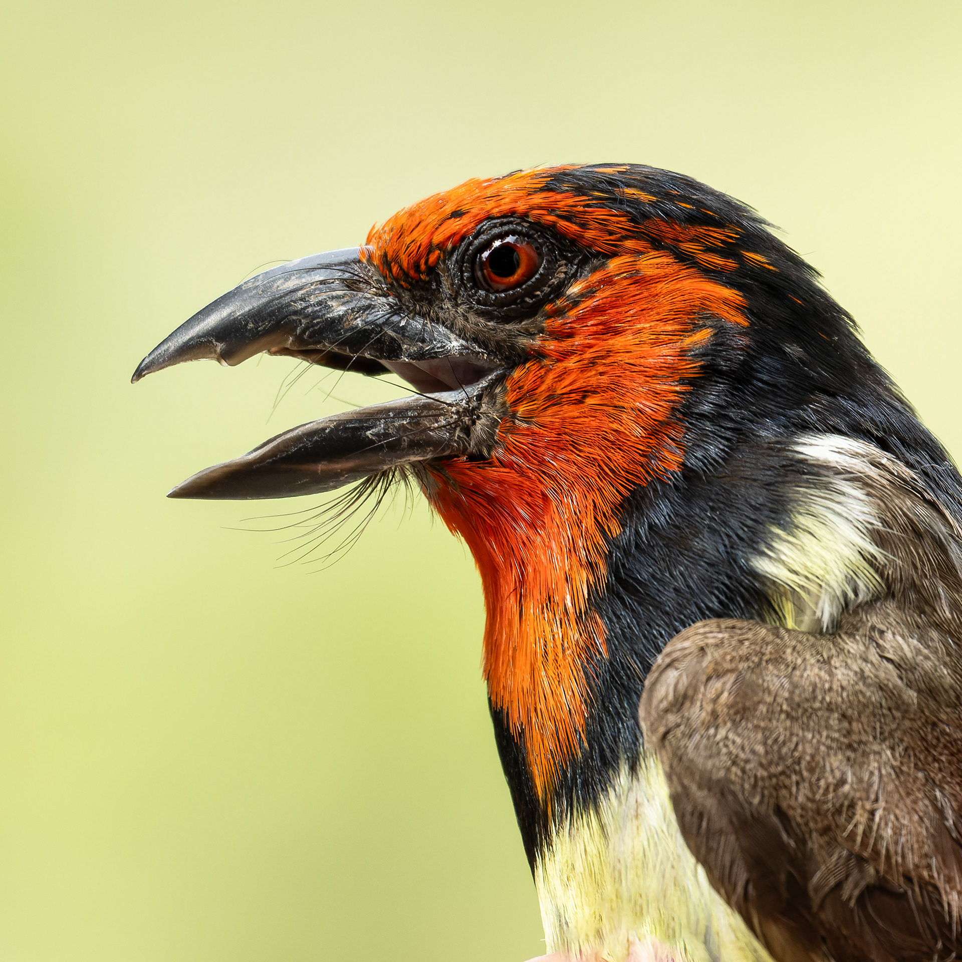 Black-collared Barbet