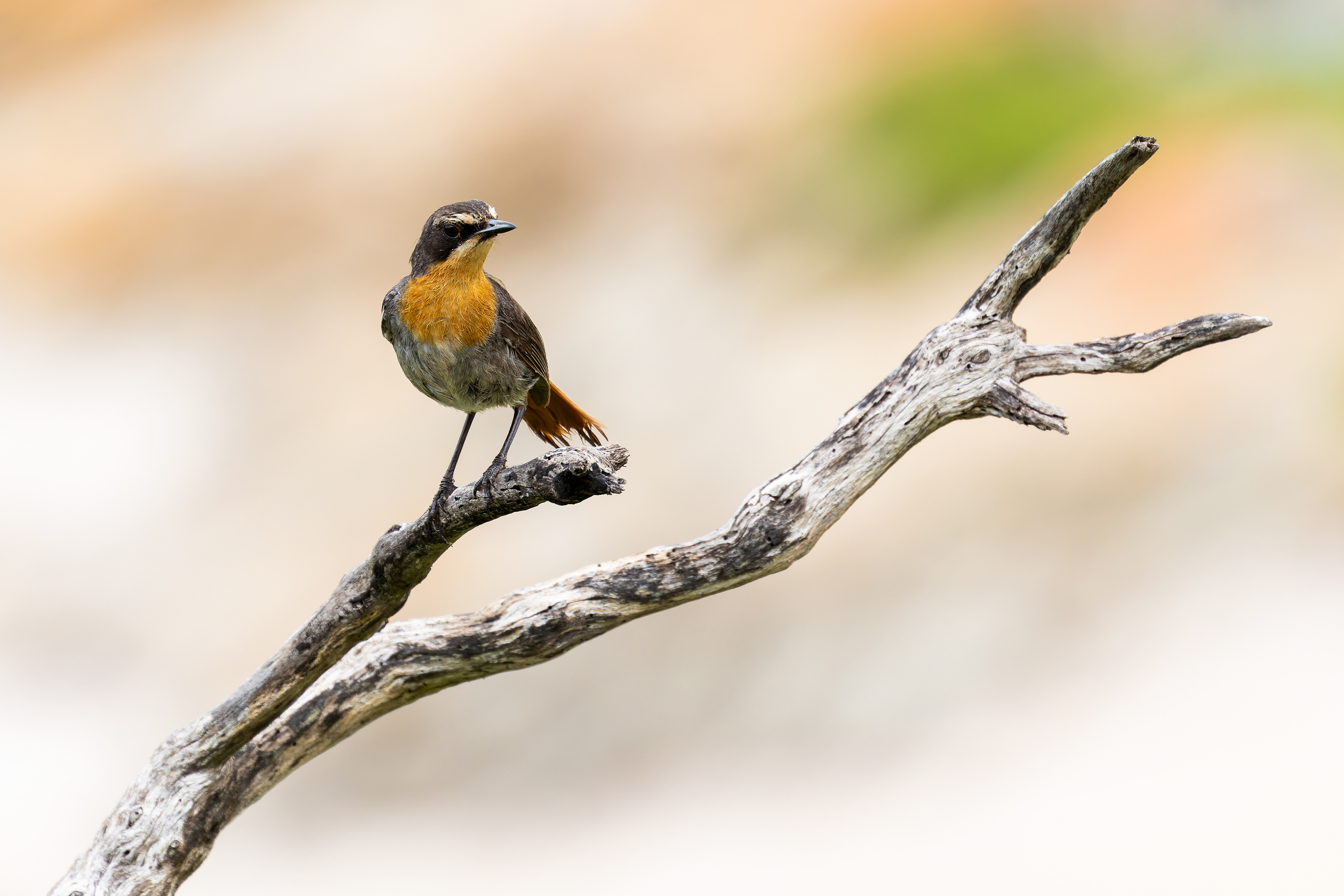 Cape Robin-chat