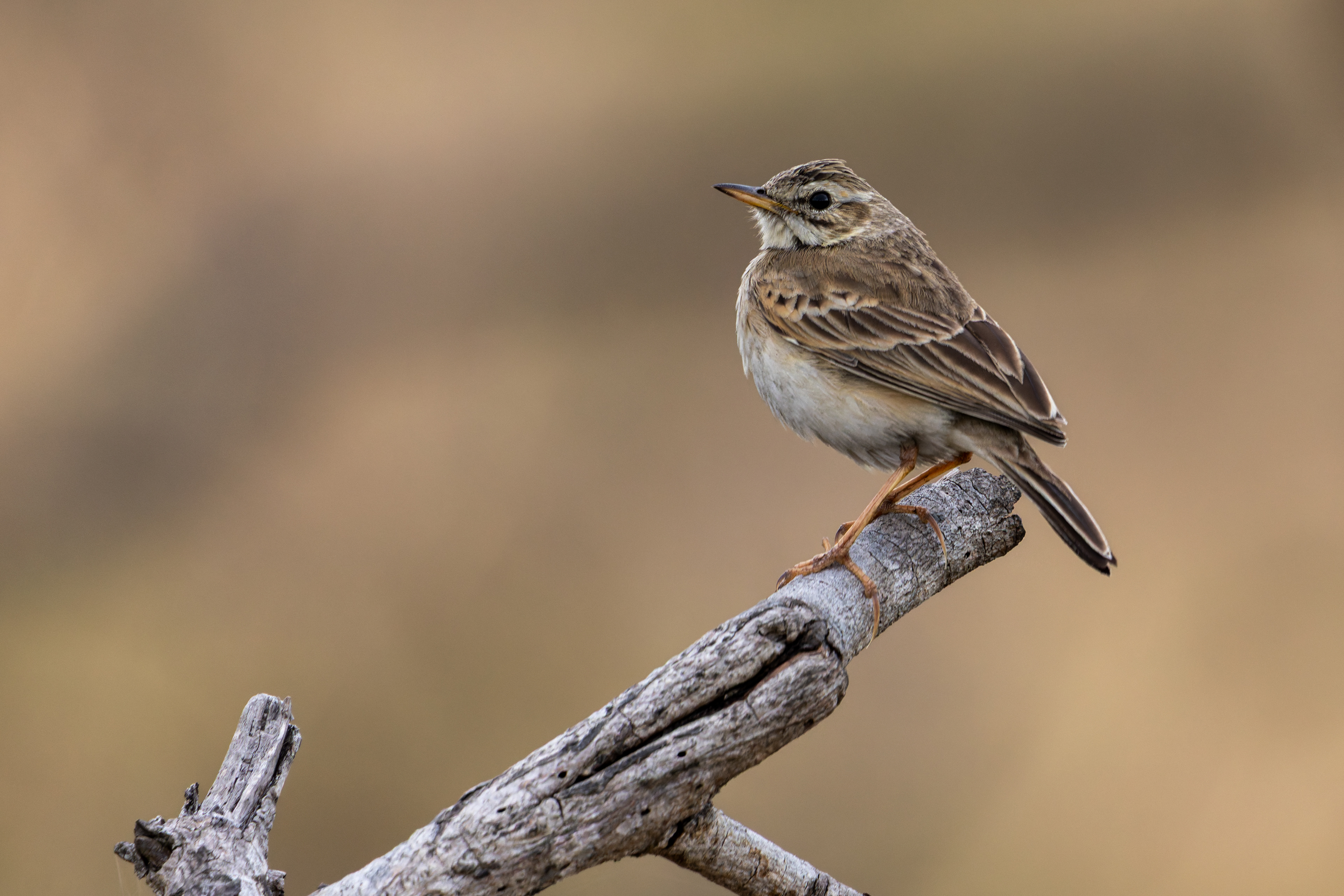 African Pipit