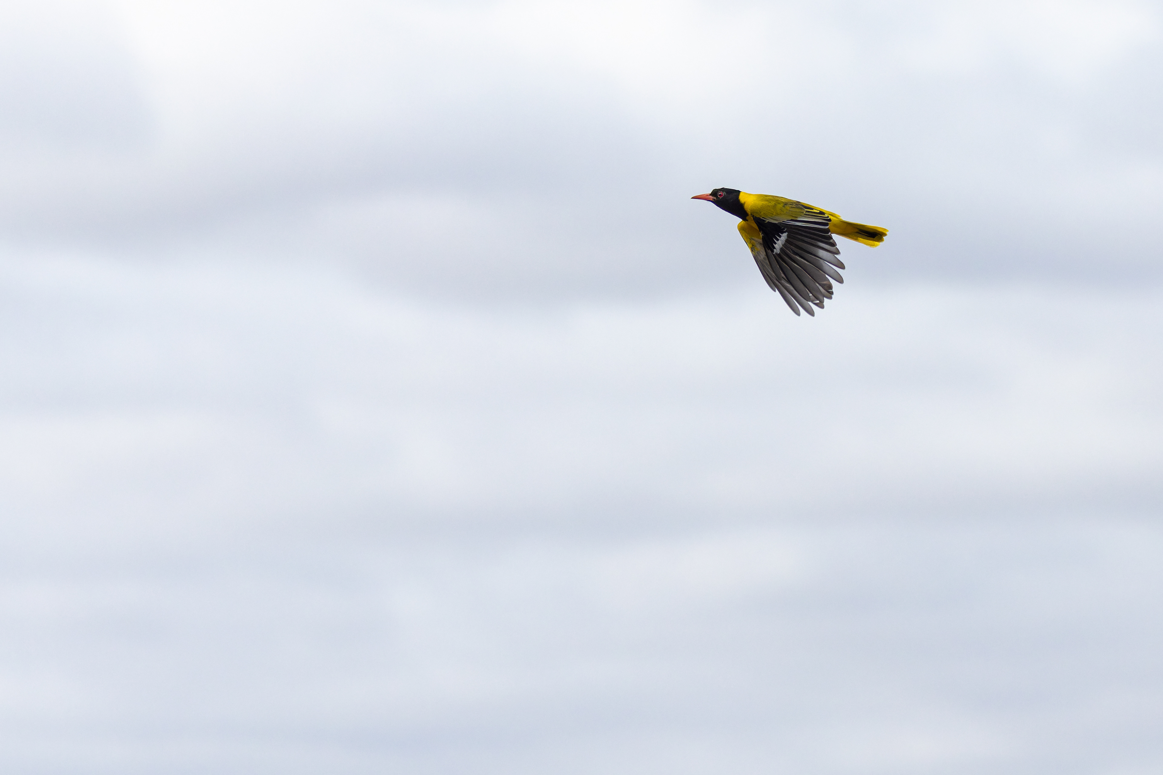 Black-headed Oriole