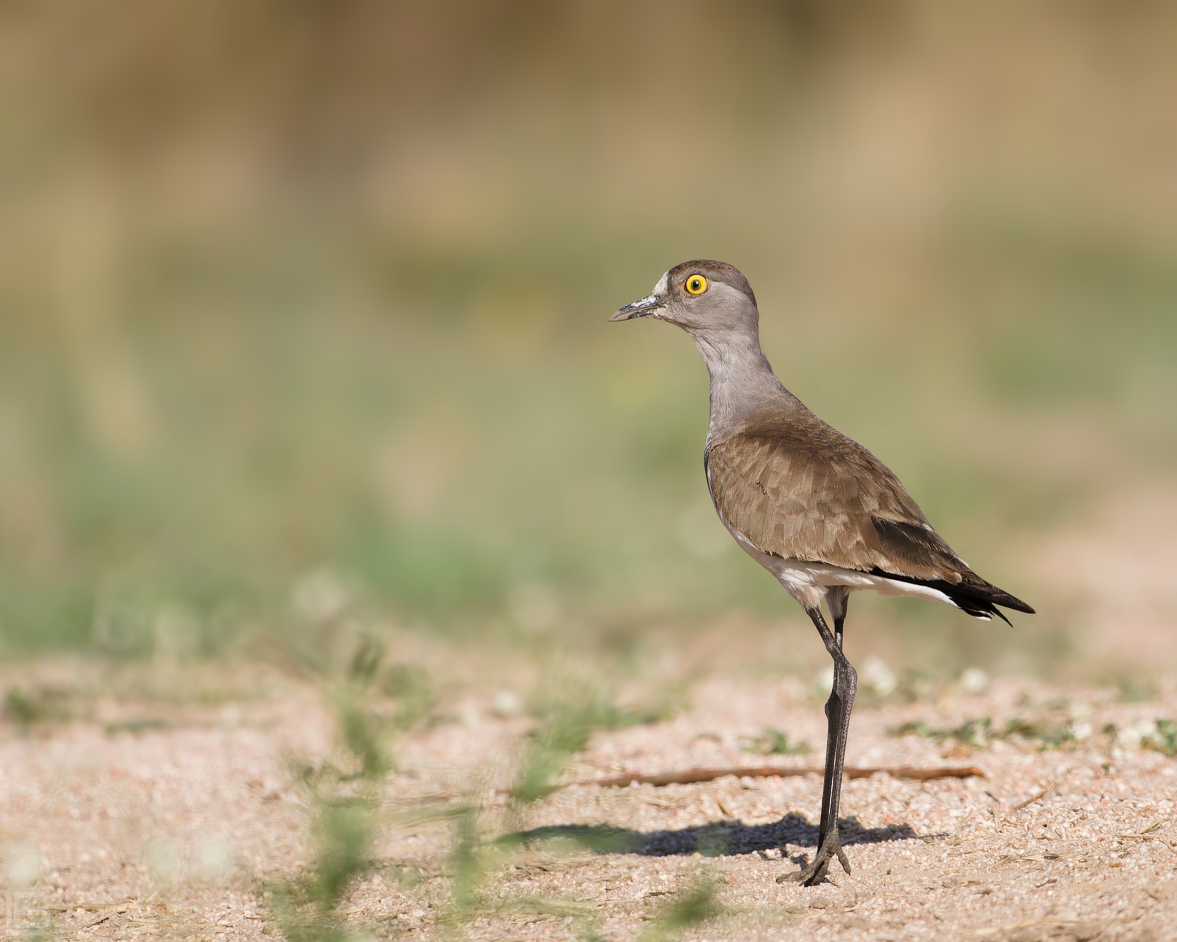 Senegal Lapwing