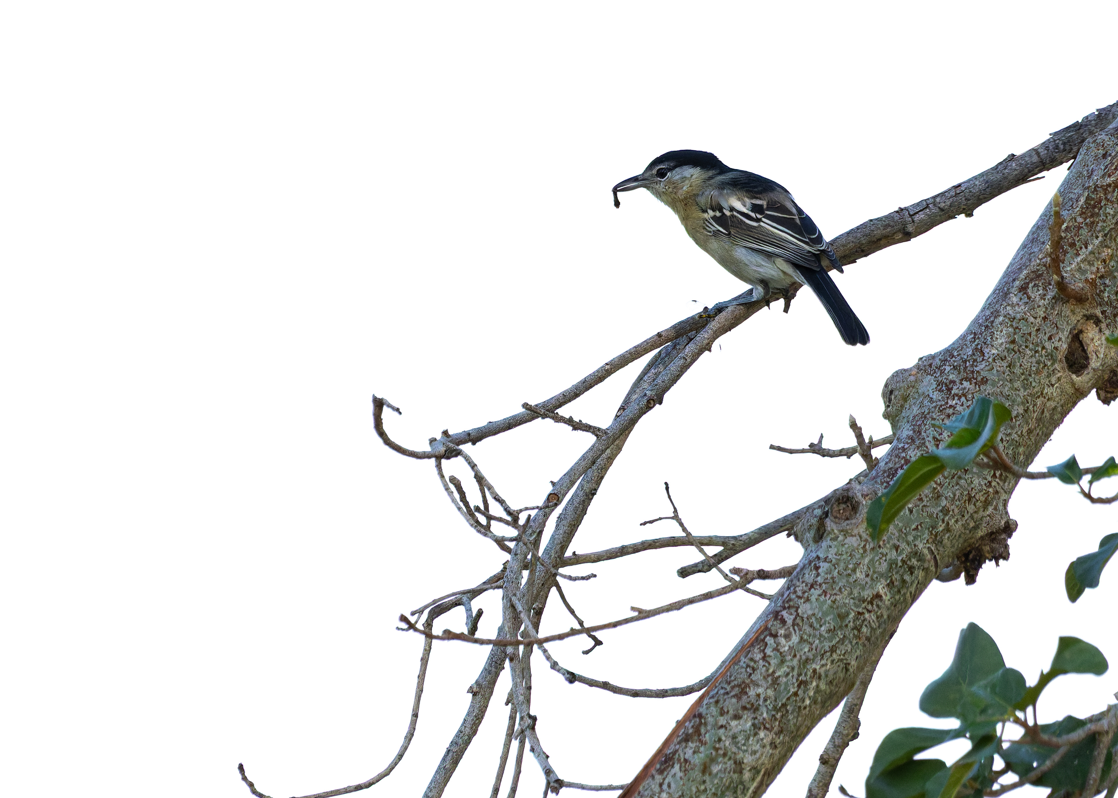 Black-backed Puffback