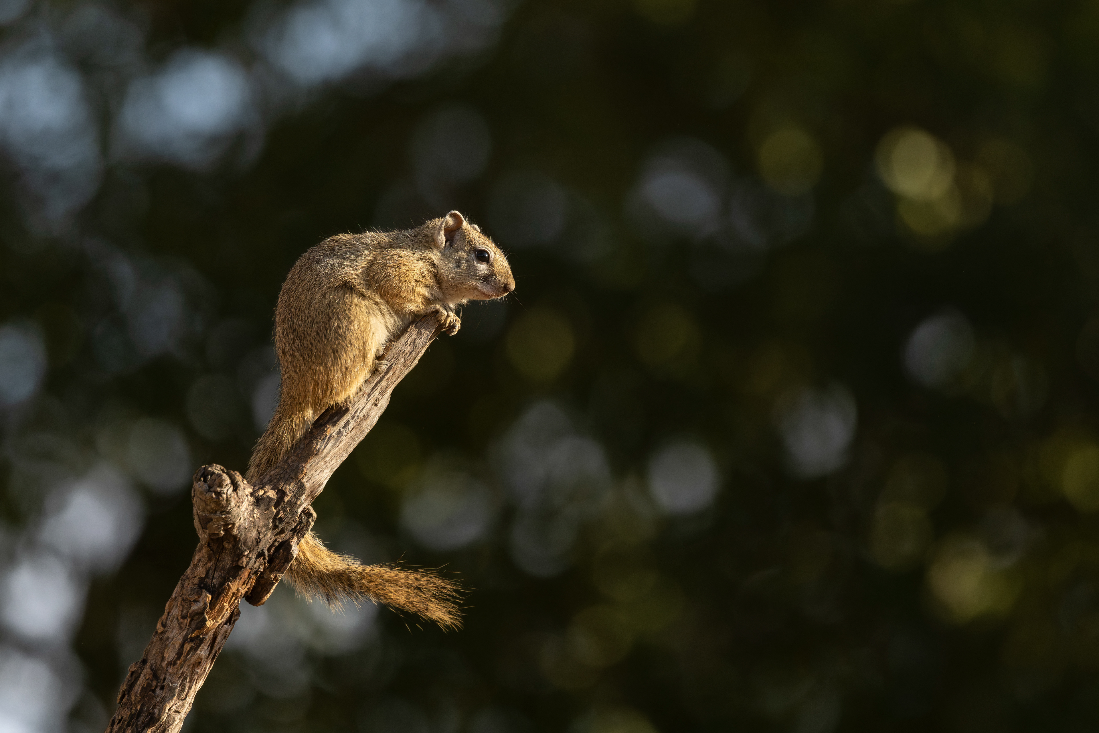 Tree Squirell