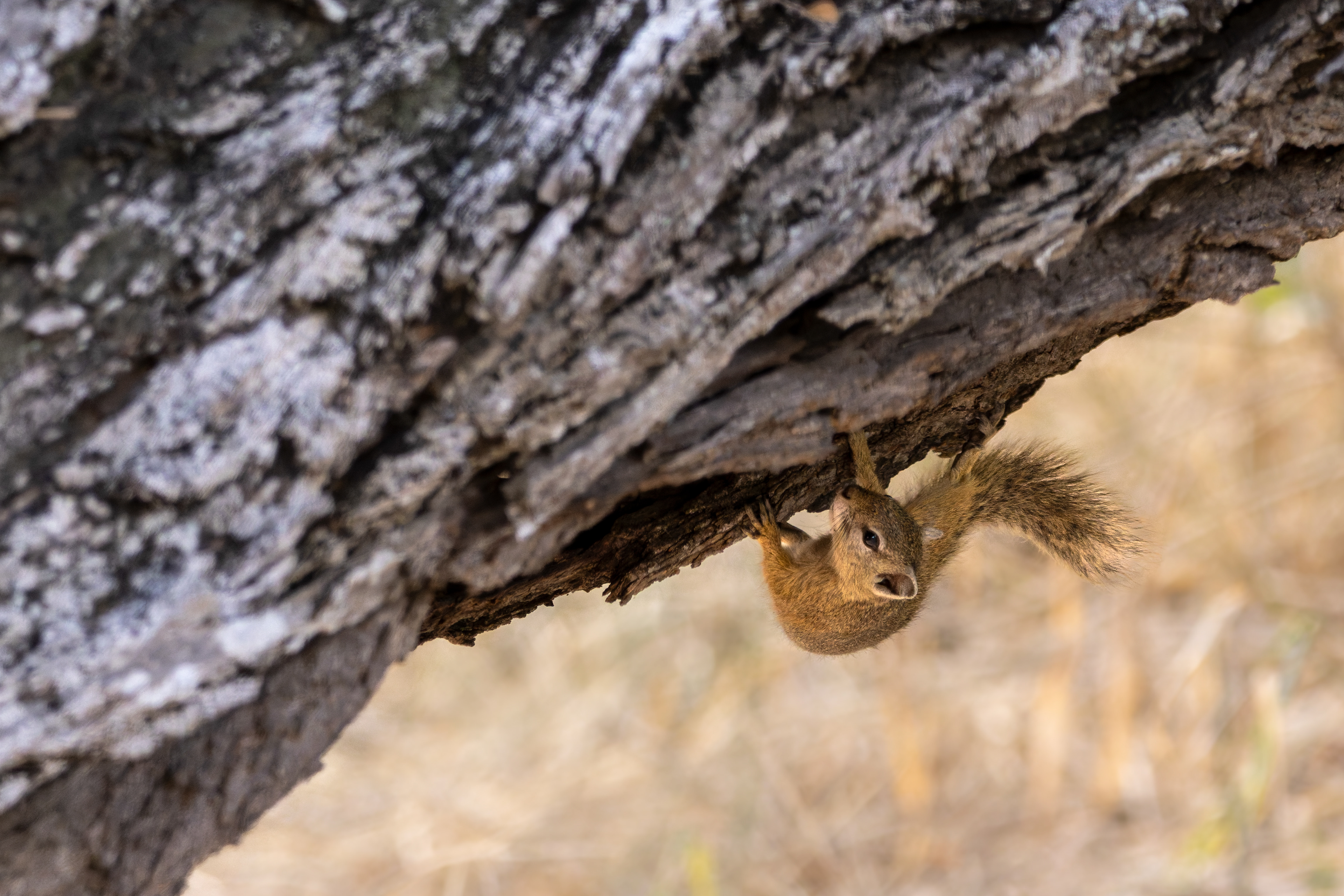 Tree Squirrel