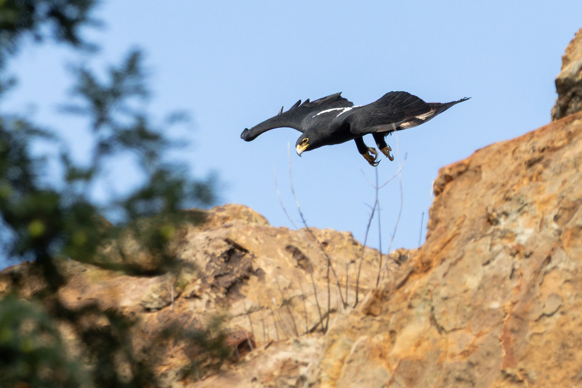 Verreaux's Eagle
