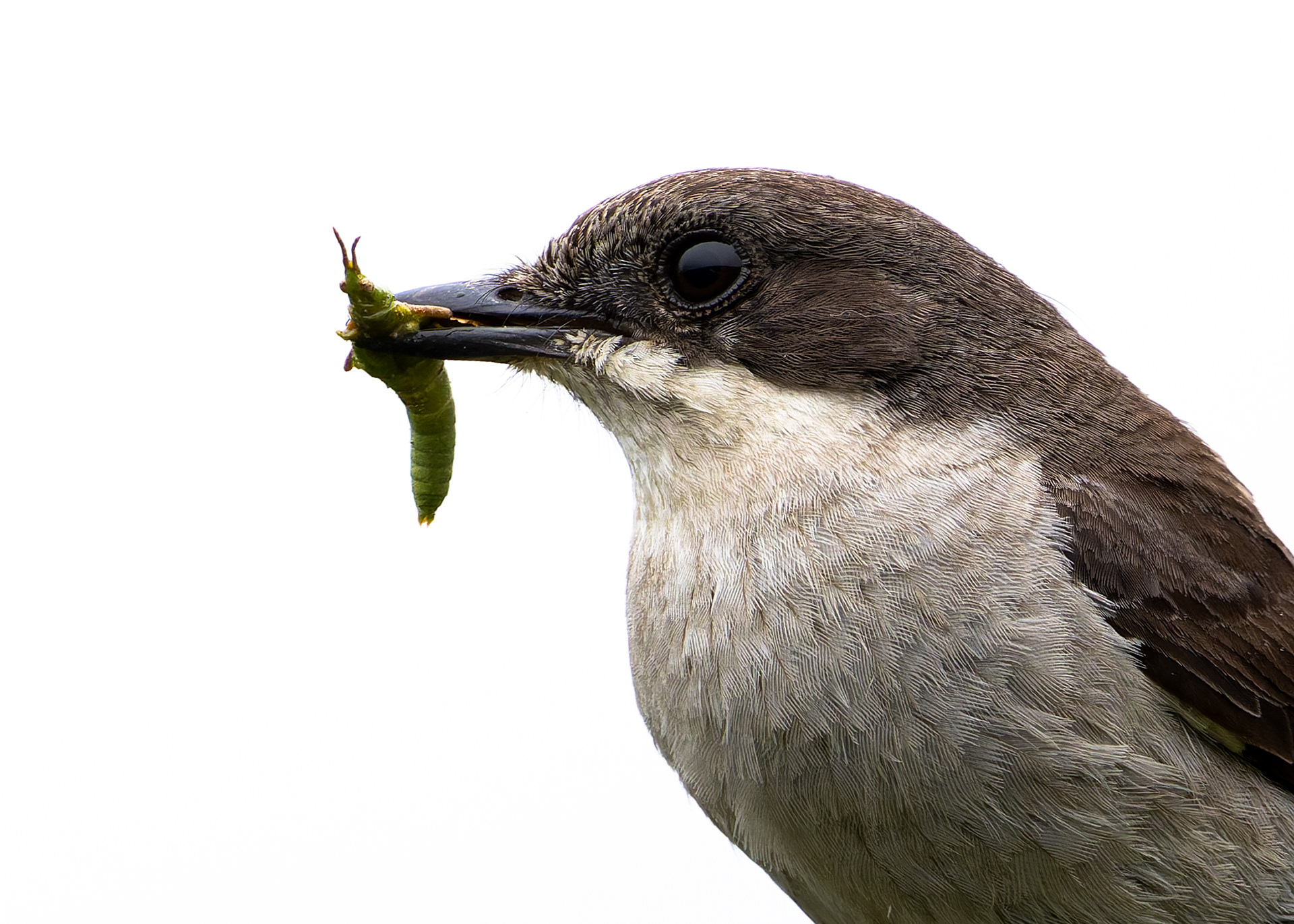 Fiscal Flycatcher