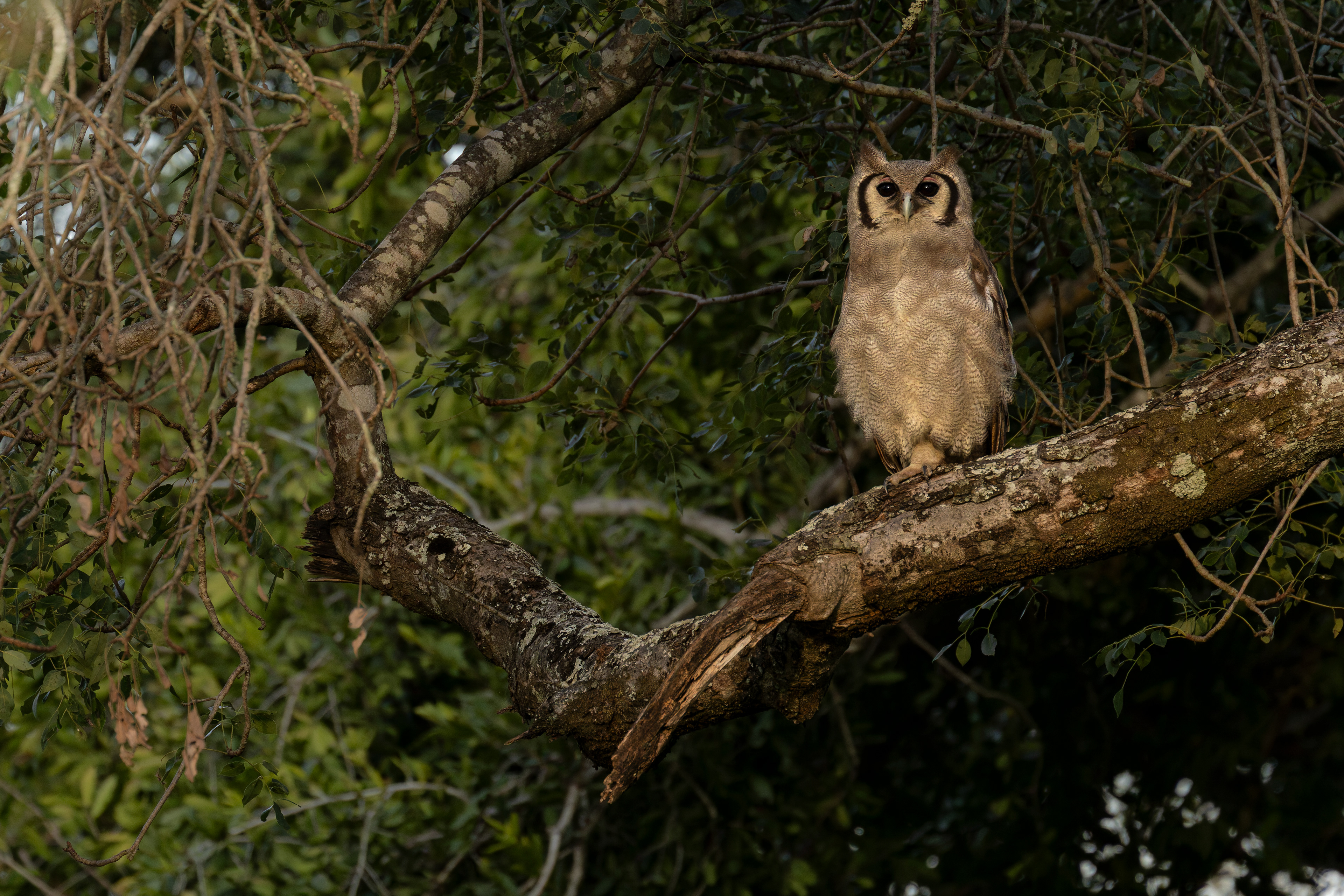 Verreaux's Eagle-owl