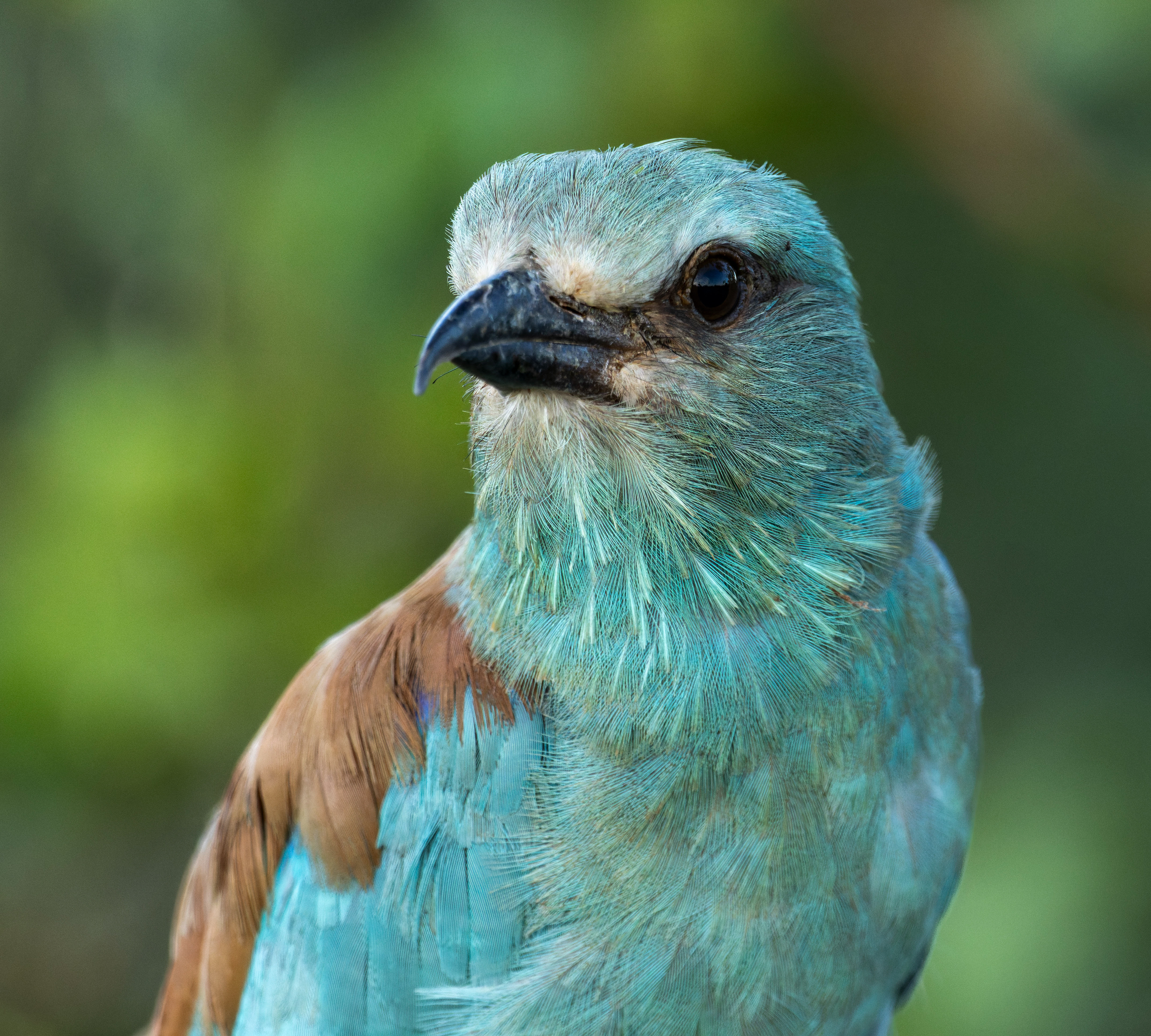 European Roller