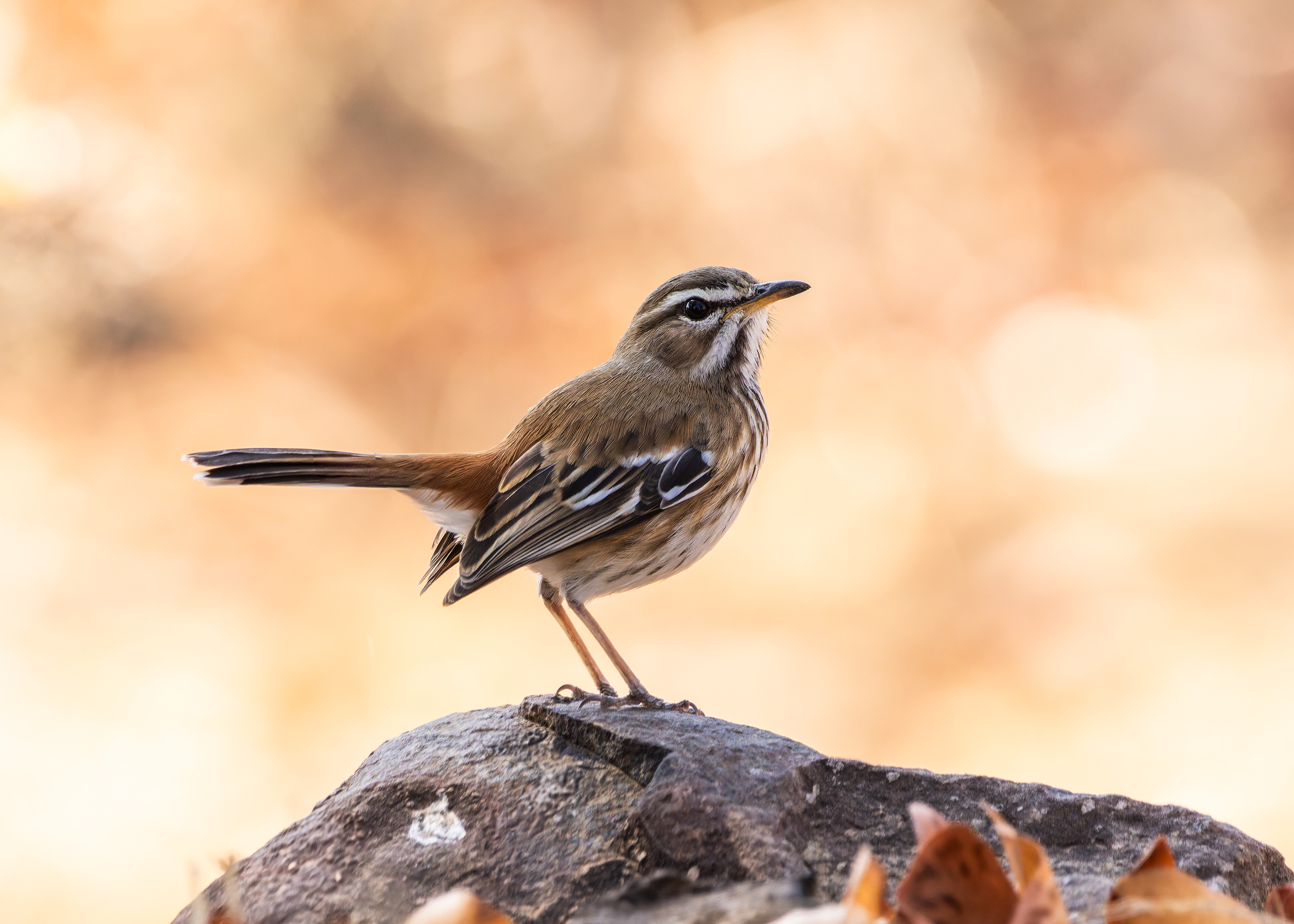 White-browed Scrub-robin