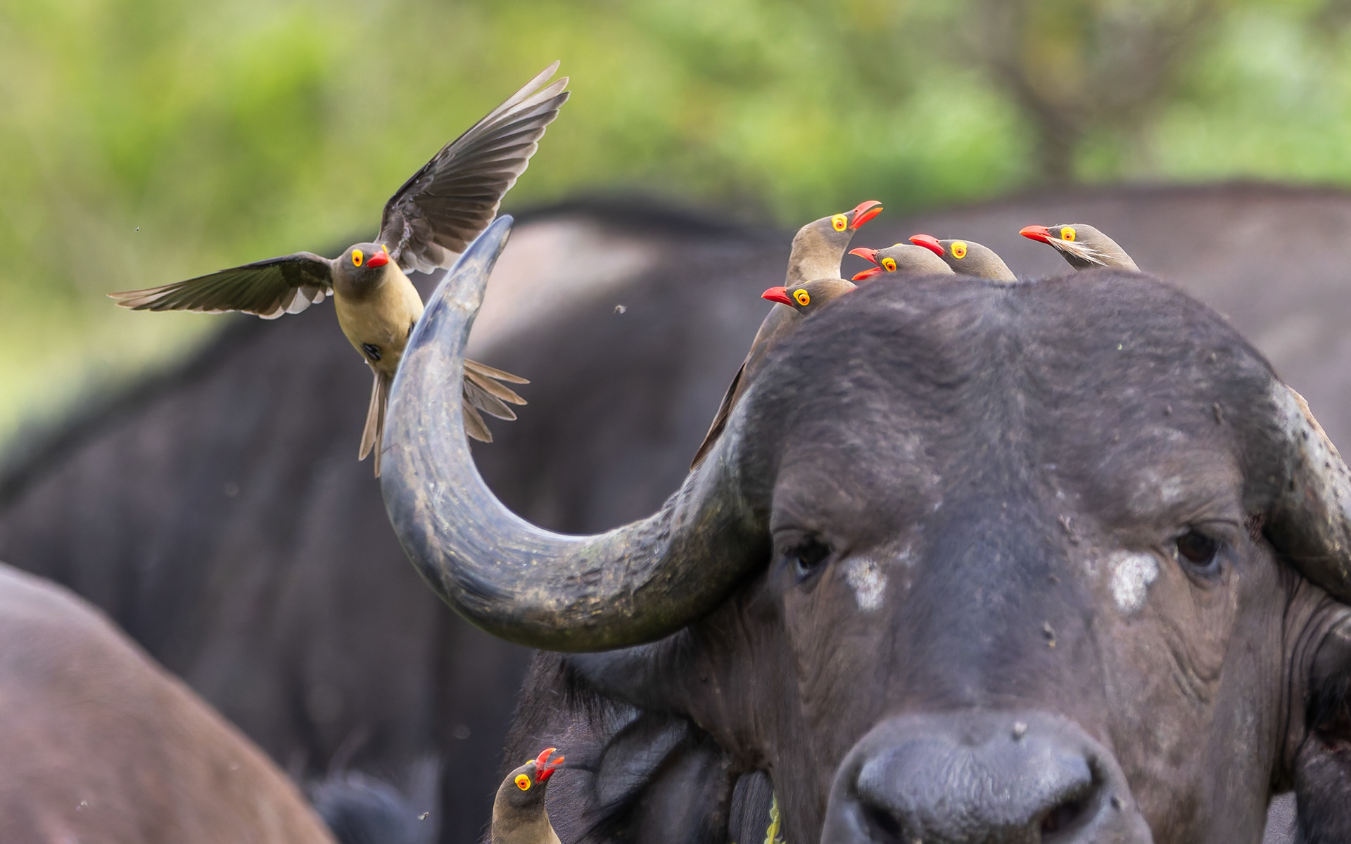 Red-billed Oxpecker