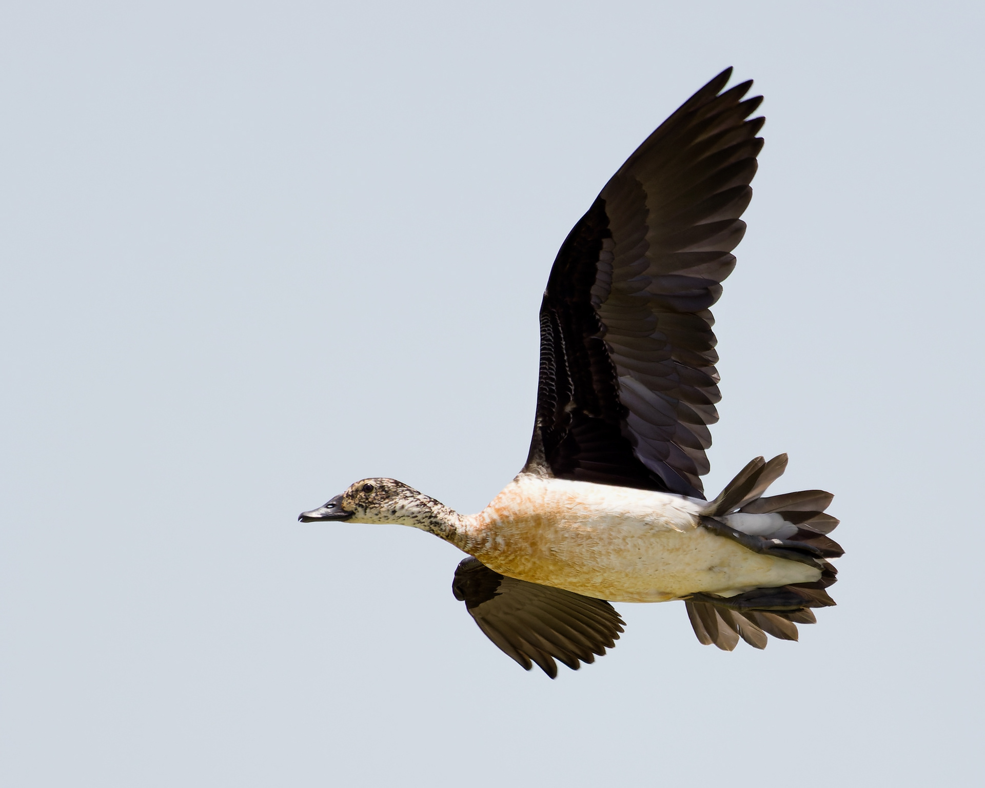 Knob-billed Duck