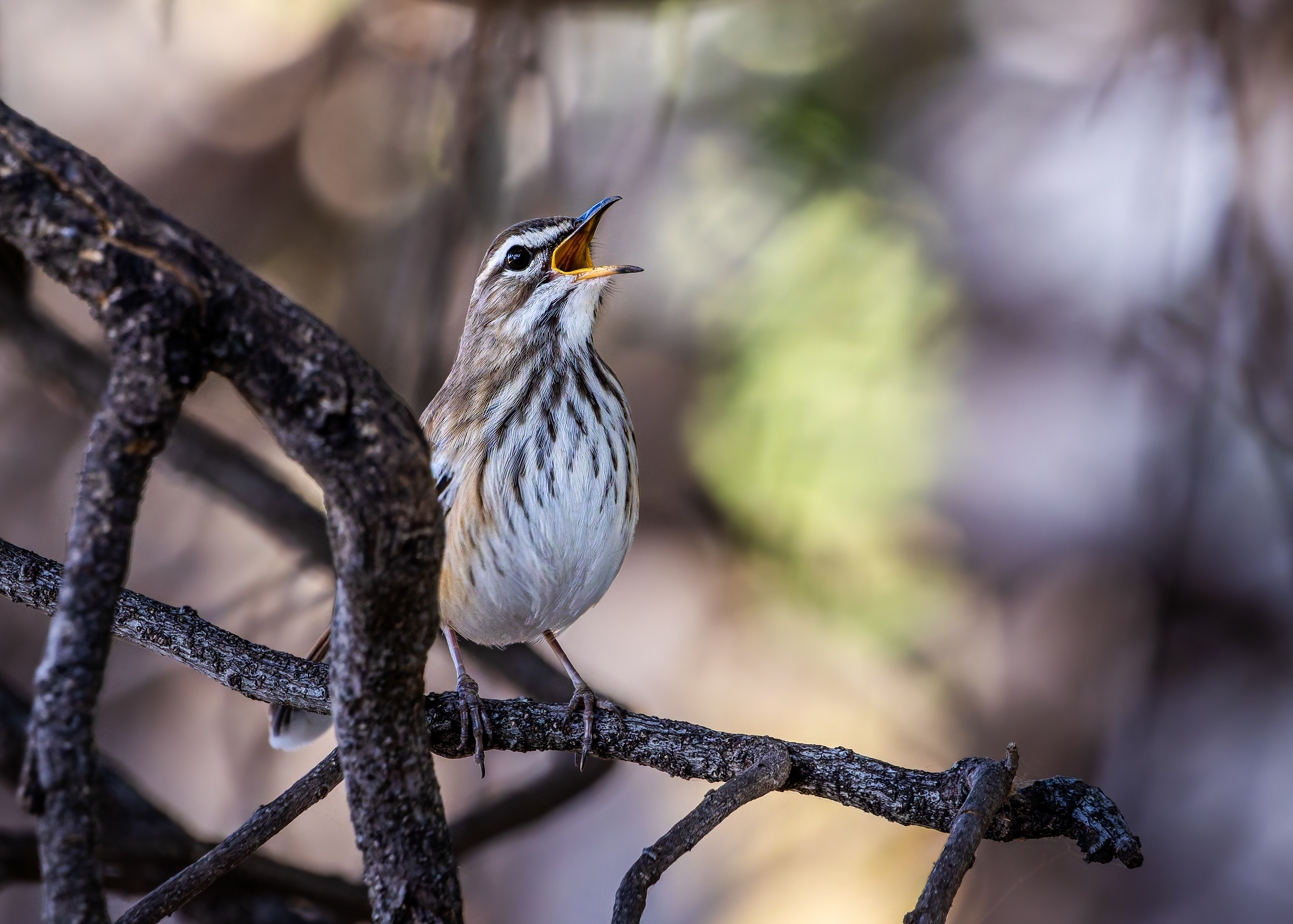 White-browed Scrub-robin