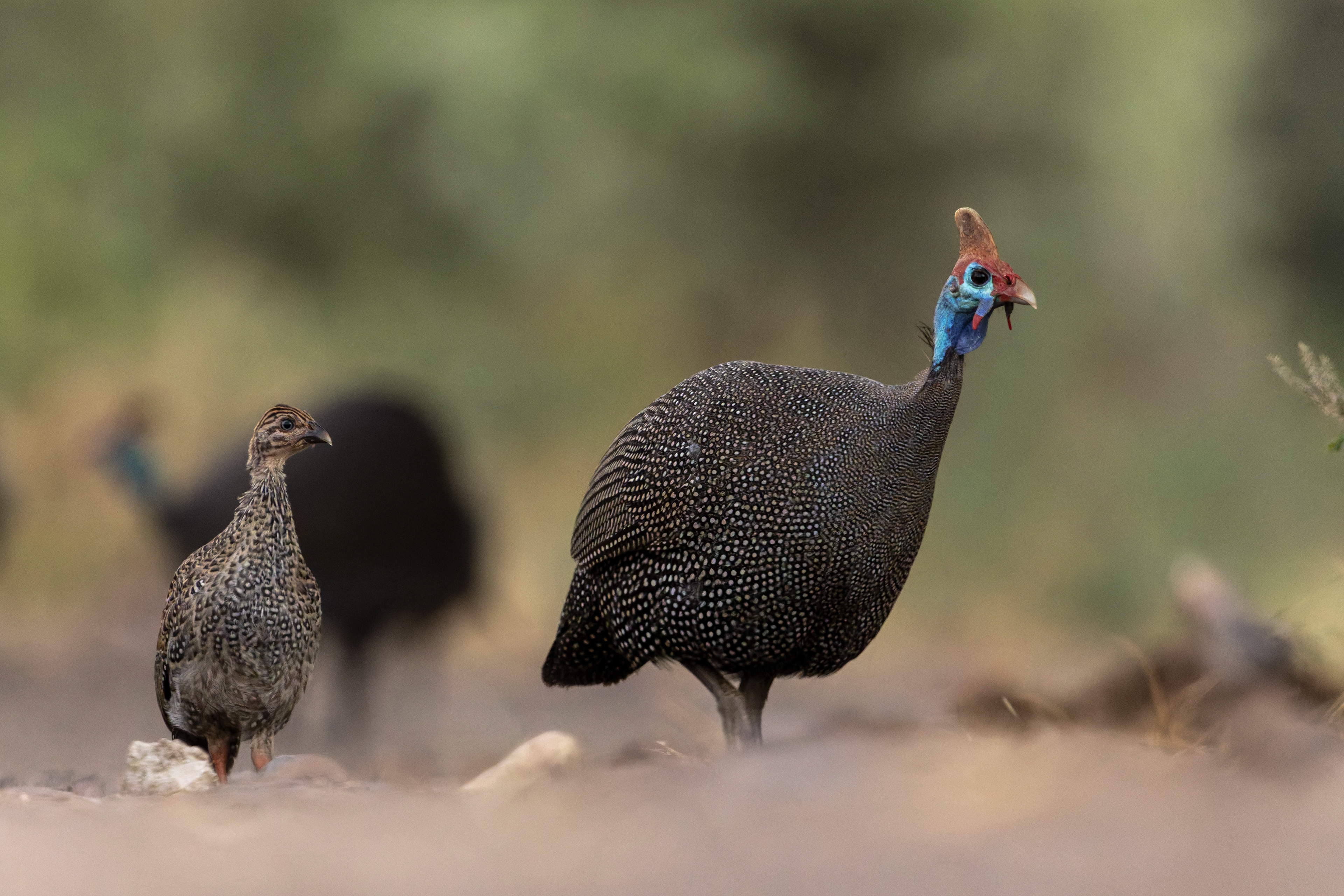 Helmeted Guineafowl