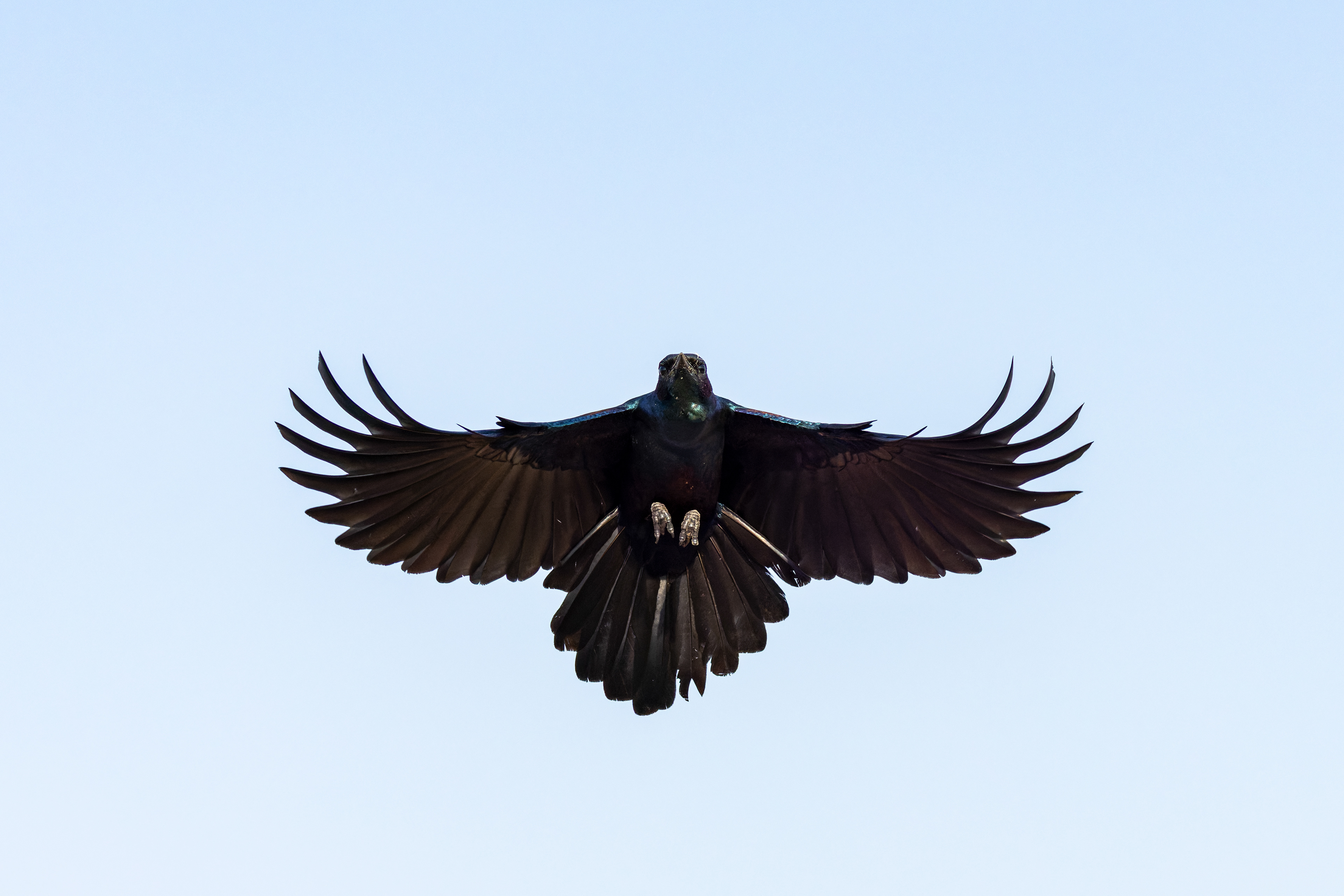 Burchell's Starling
