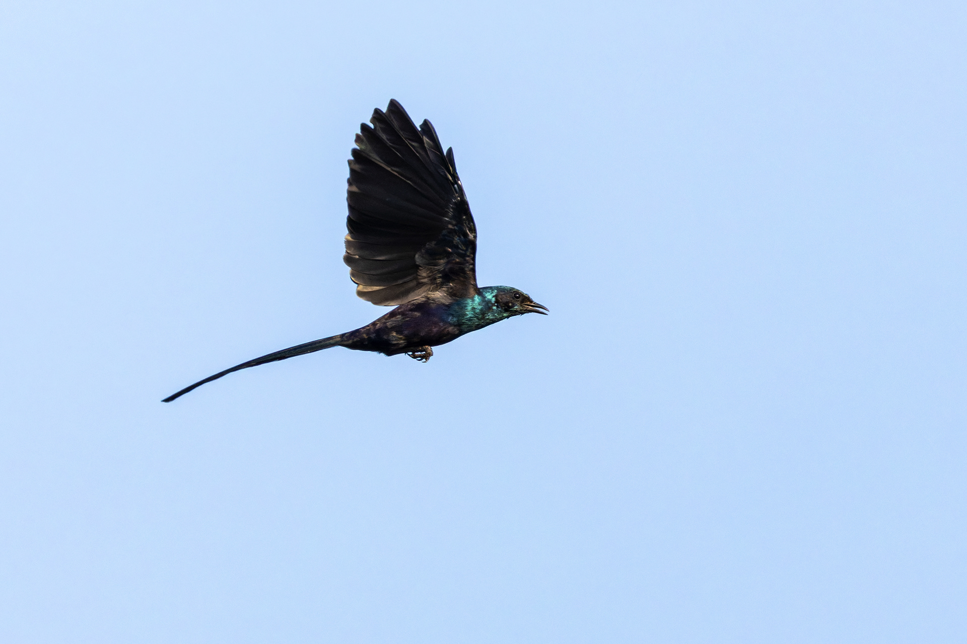 Meves's Starling