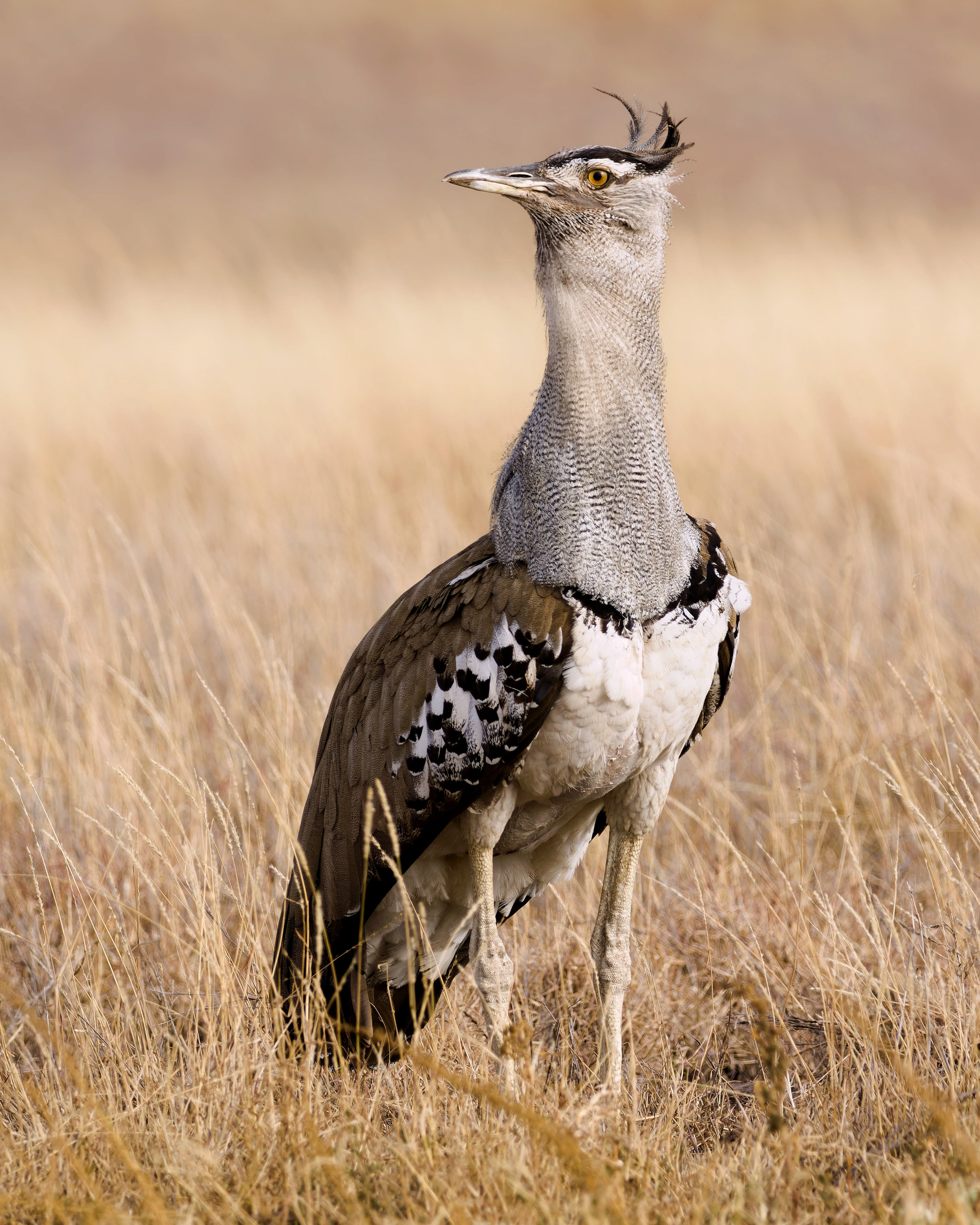 Kori Bustard